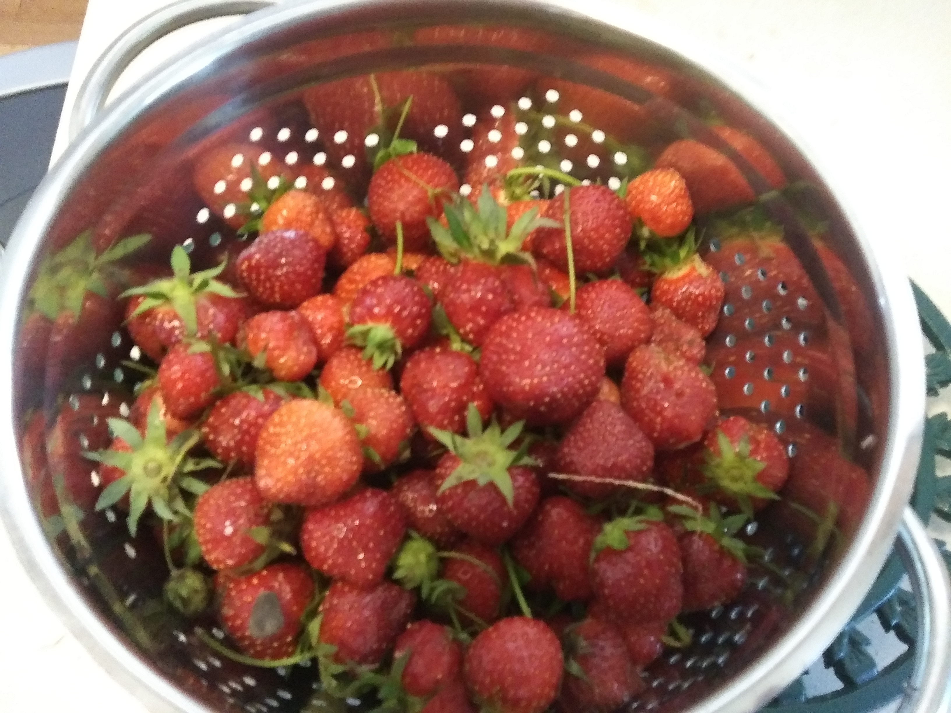 Strawberry Harvest