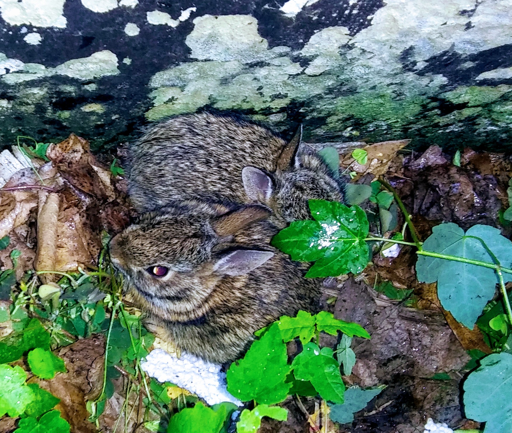 Wild Baby Rabbits