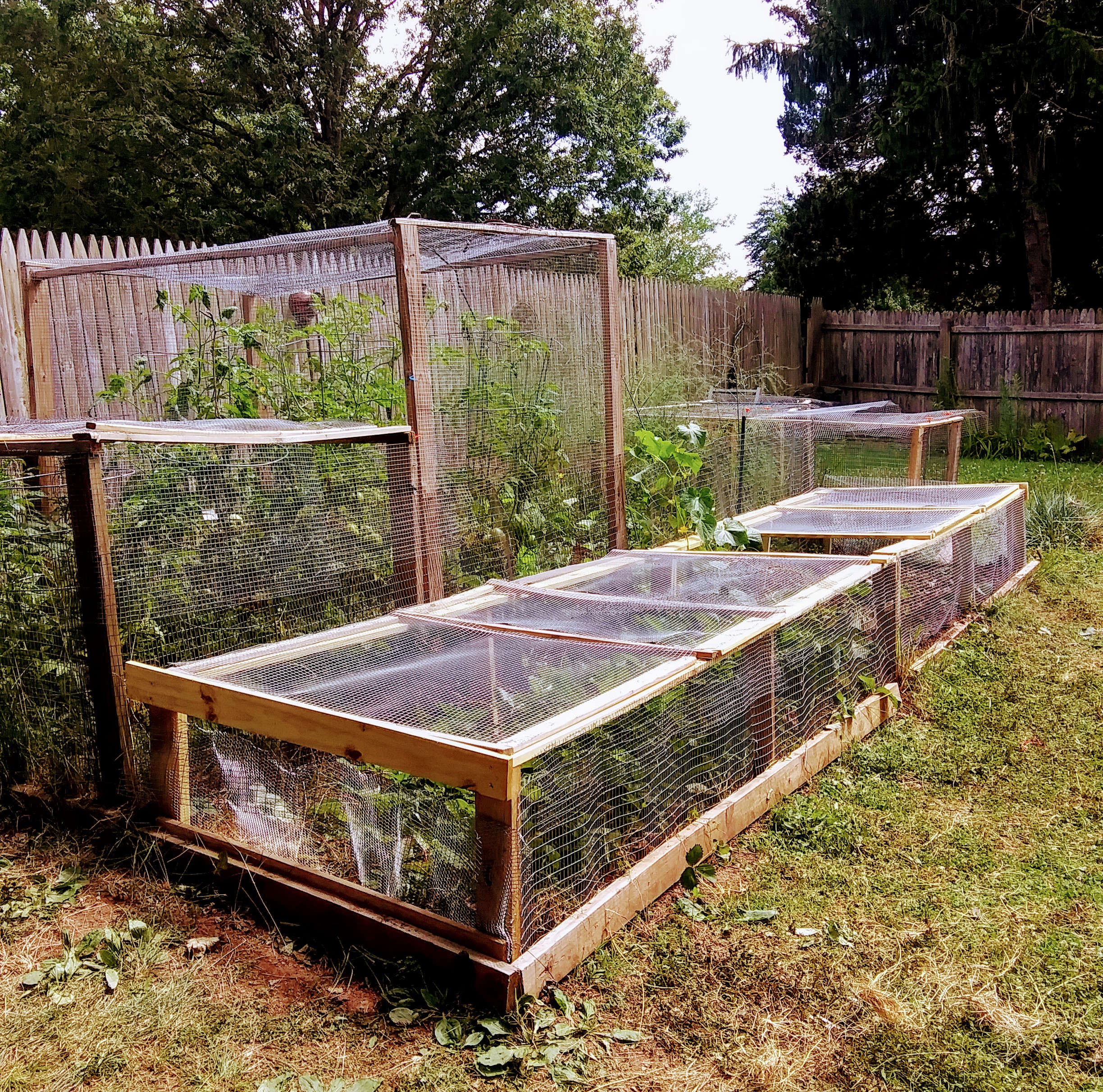 Strawberry and Tomato Cages