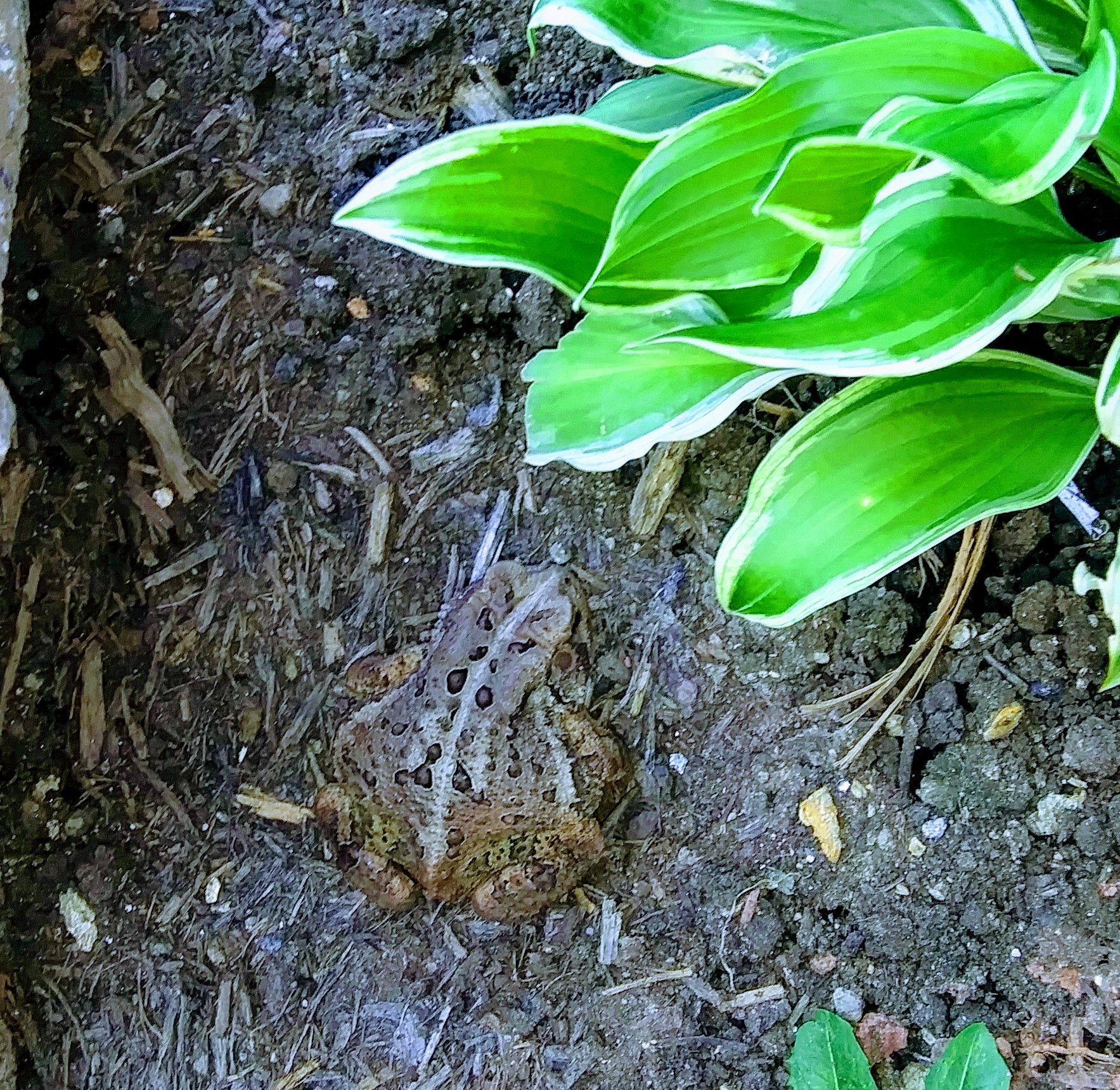 Garden Toad