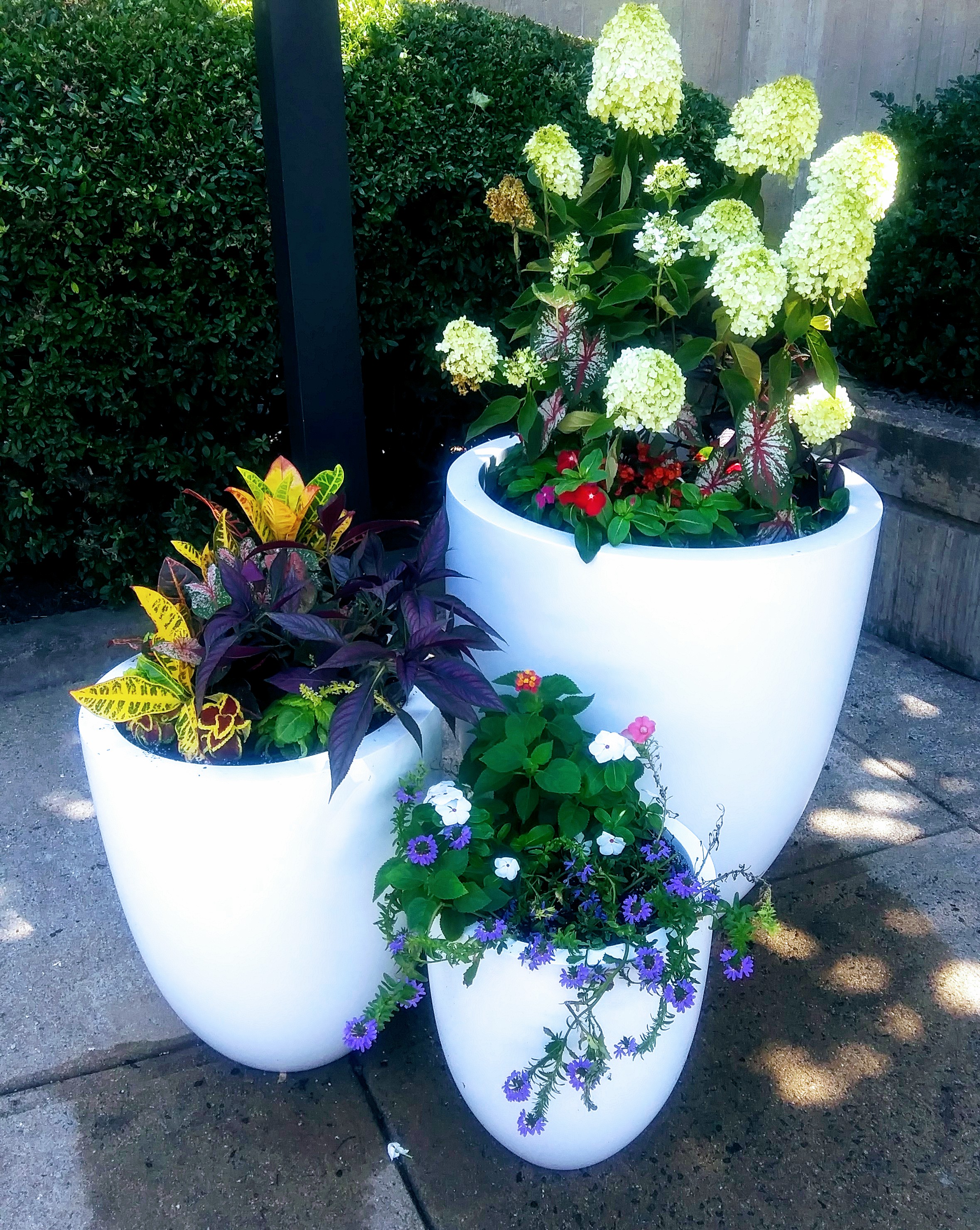 Nice arrangement of potted plants.