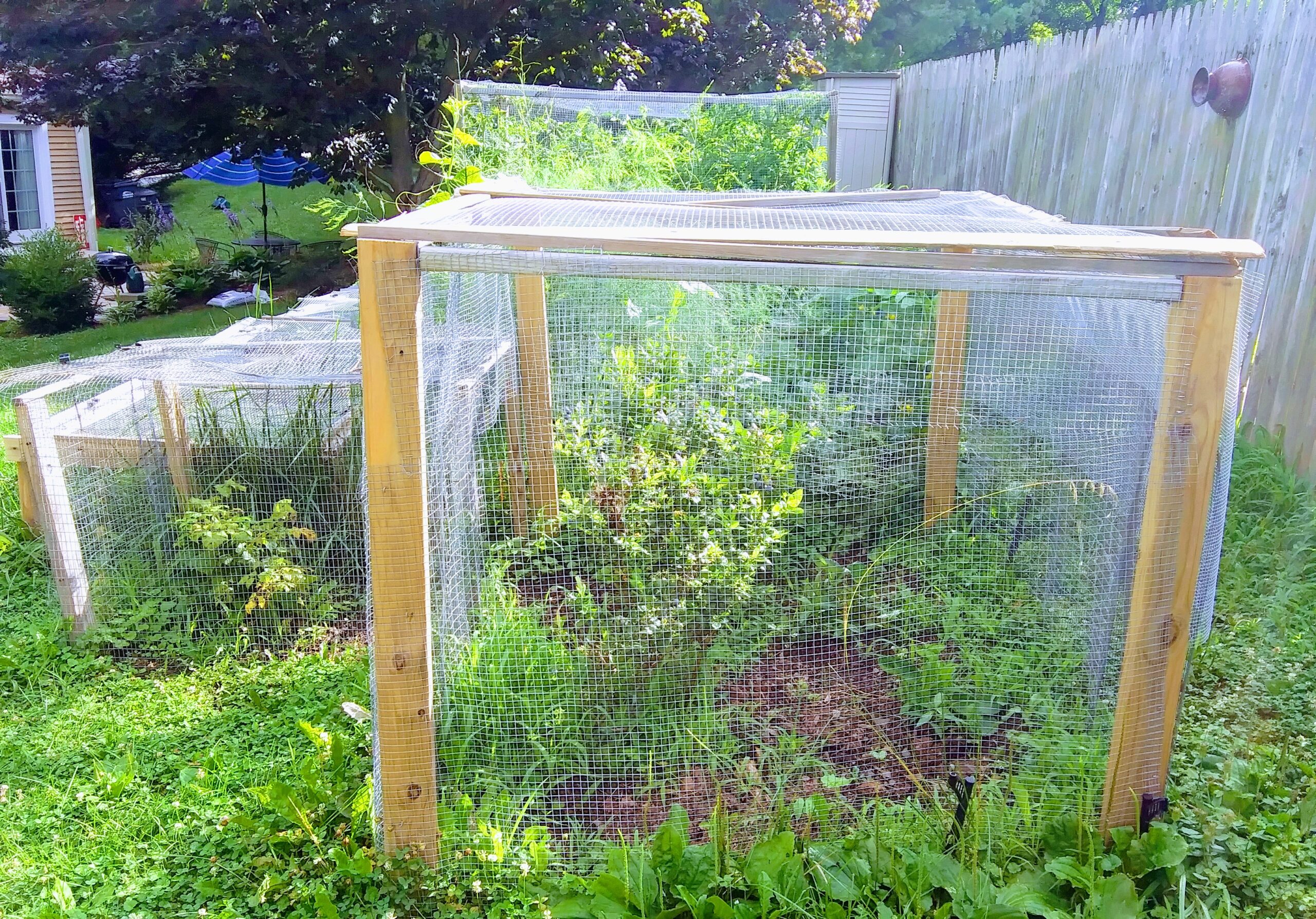 Blueberry and Raspberry Cages