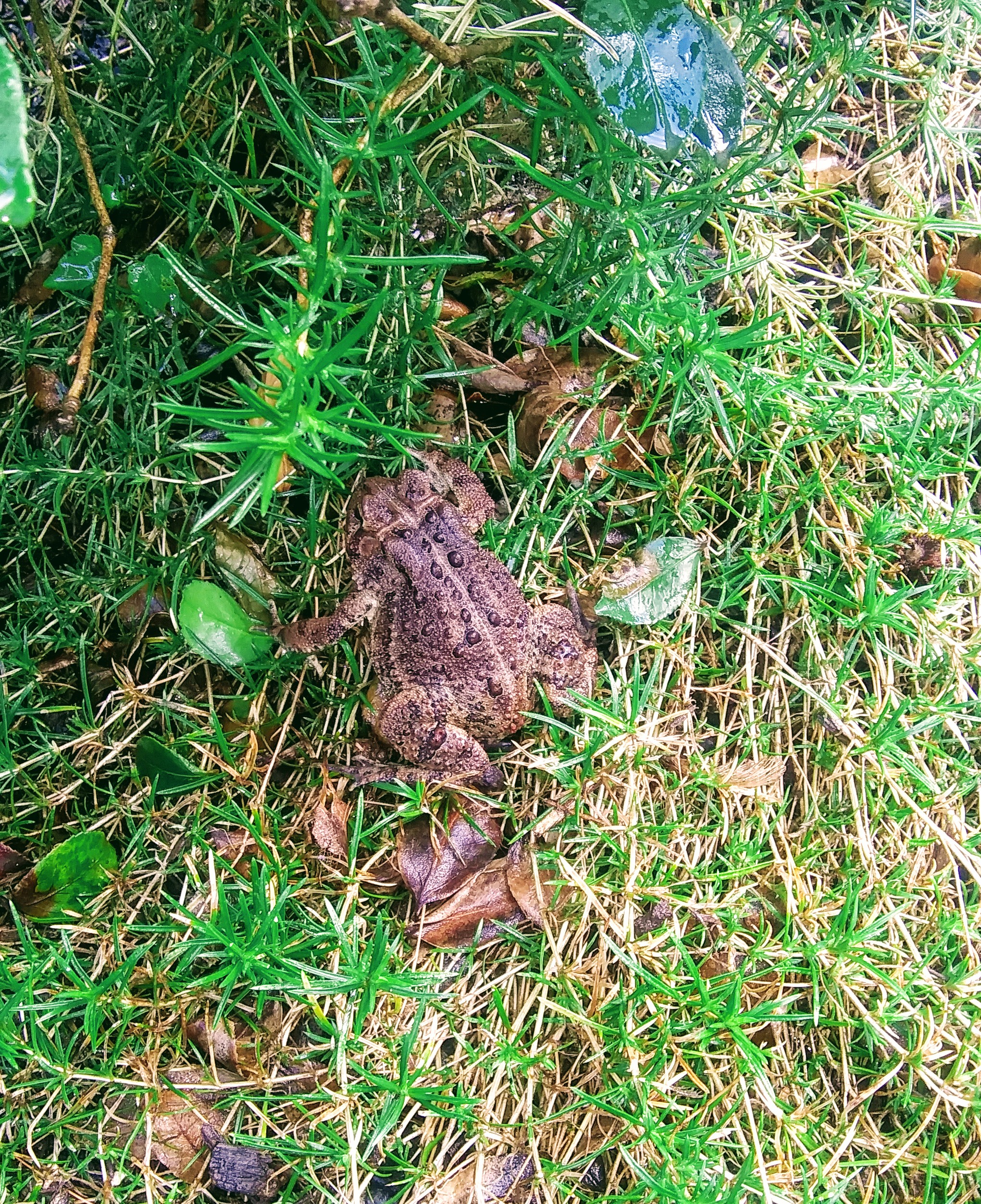 Garden Toad