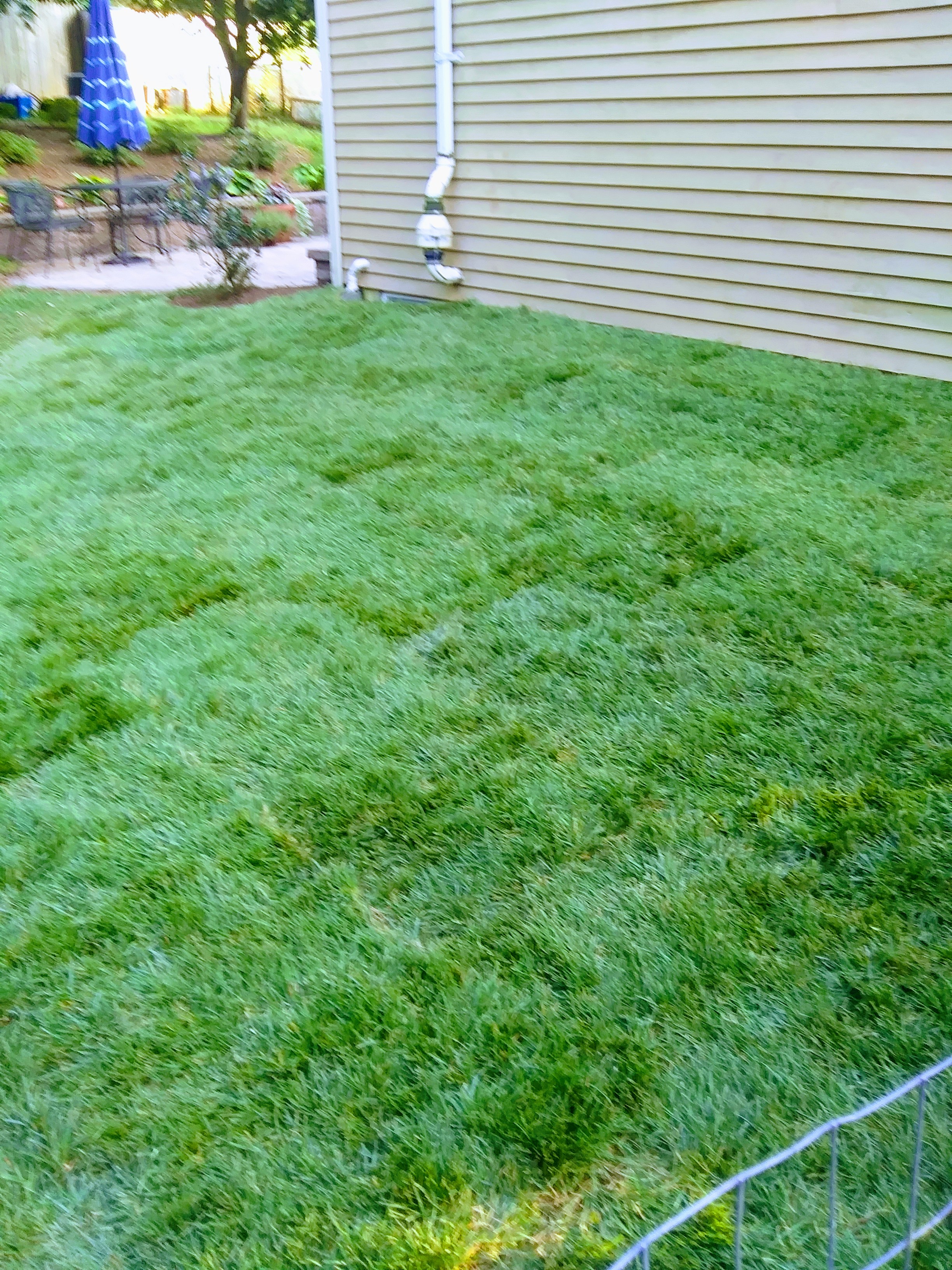 Very lush green grass, (rows of sod).