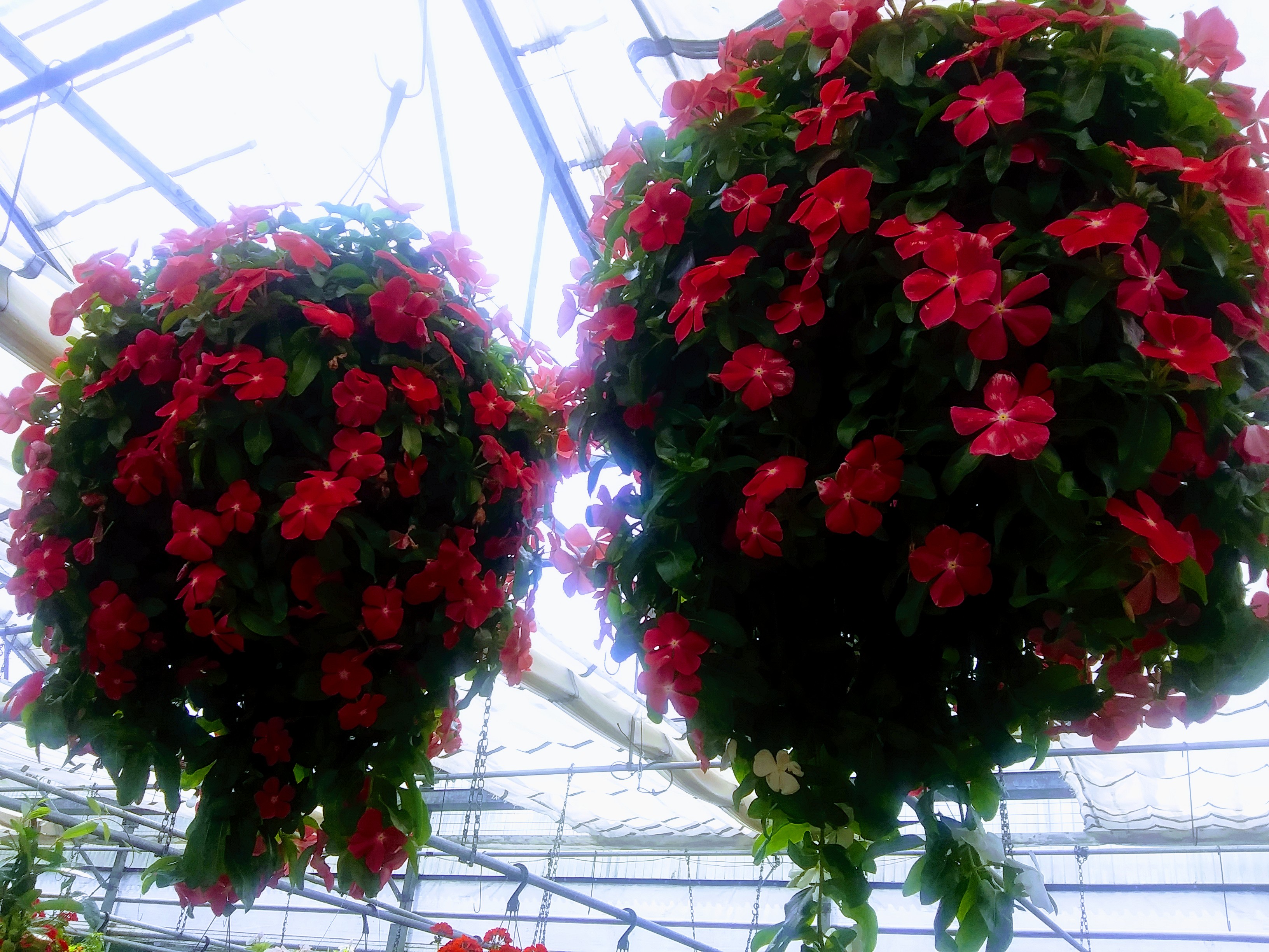 Hanging Baskets