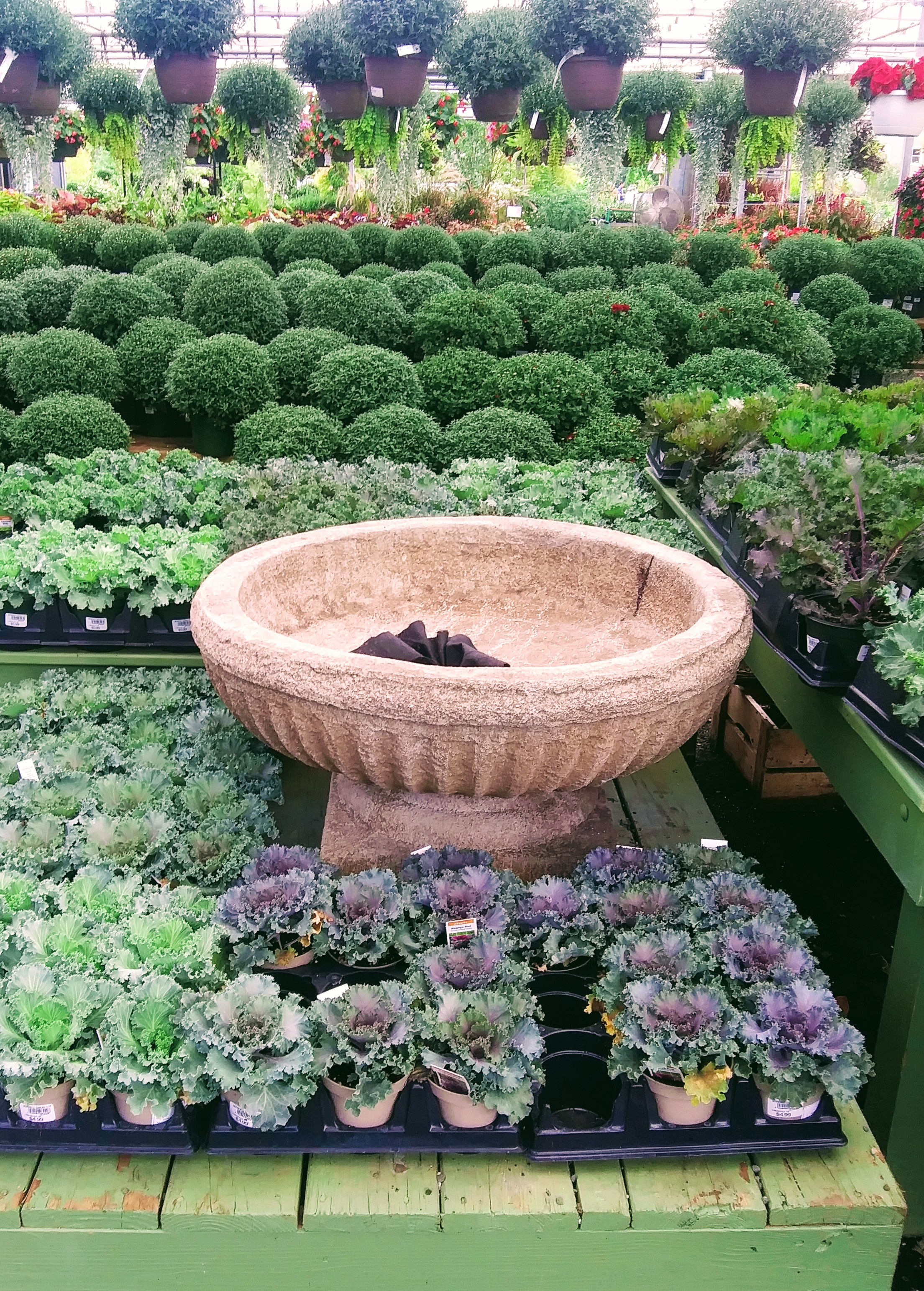 Fountain in the Rows of Ornamental Cabbage