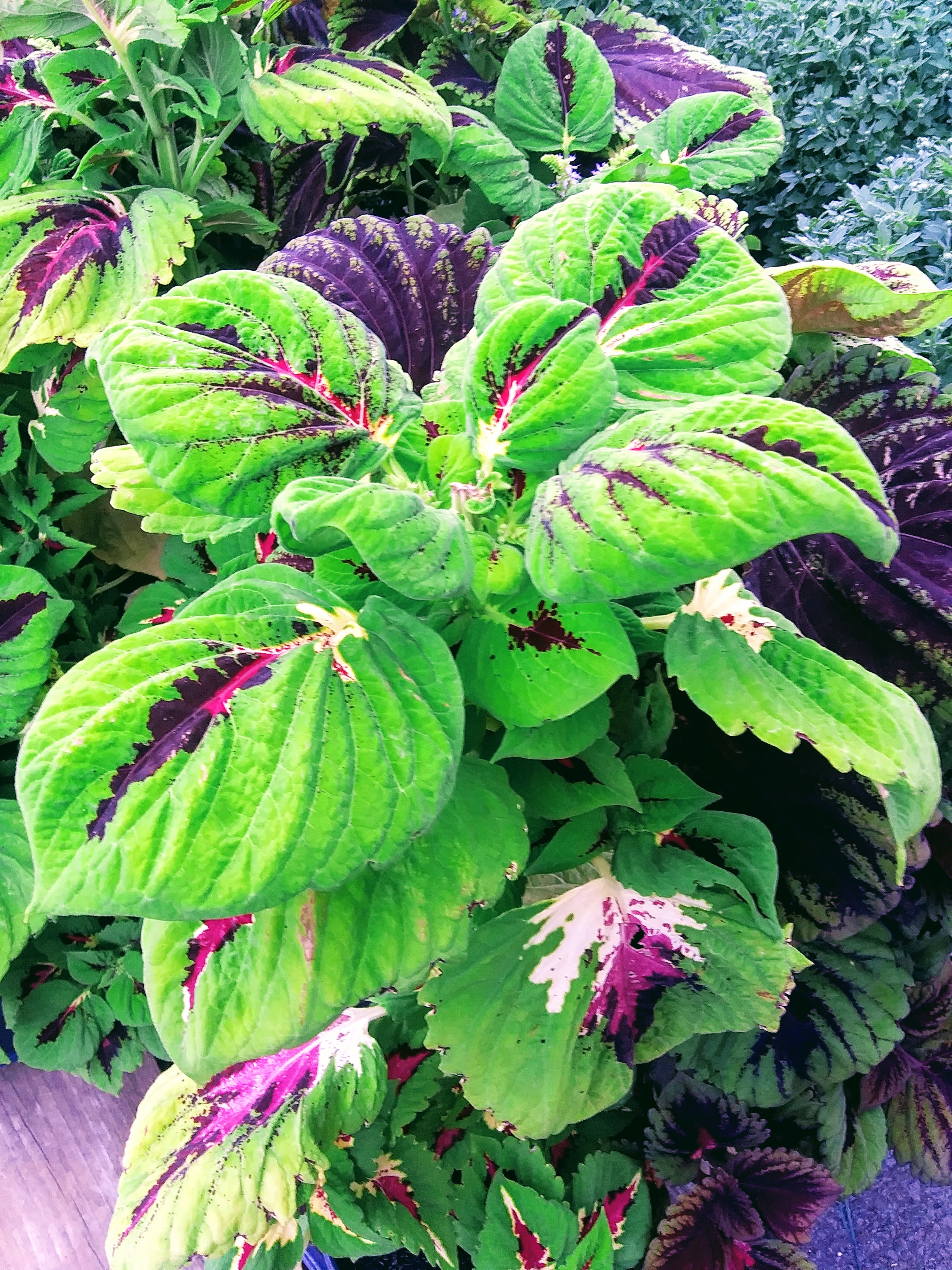 Attractive Green and Purple Leaves