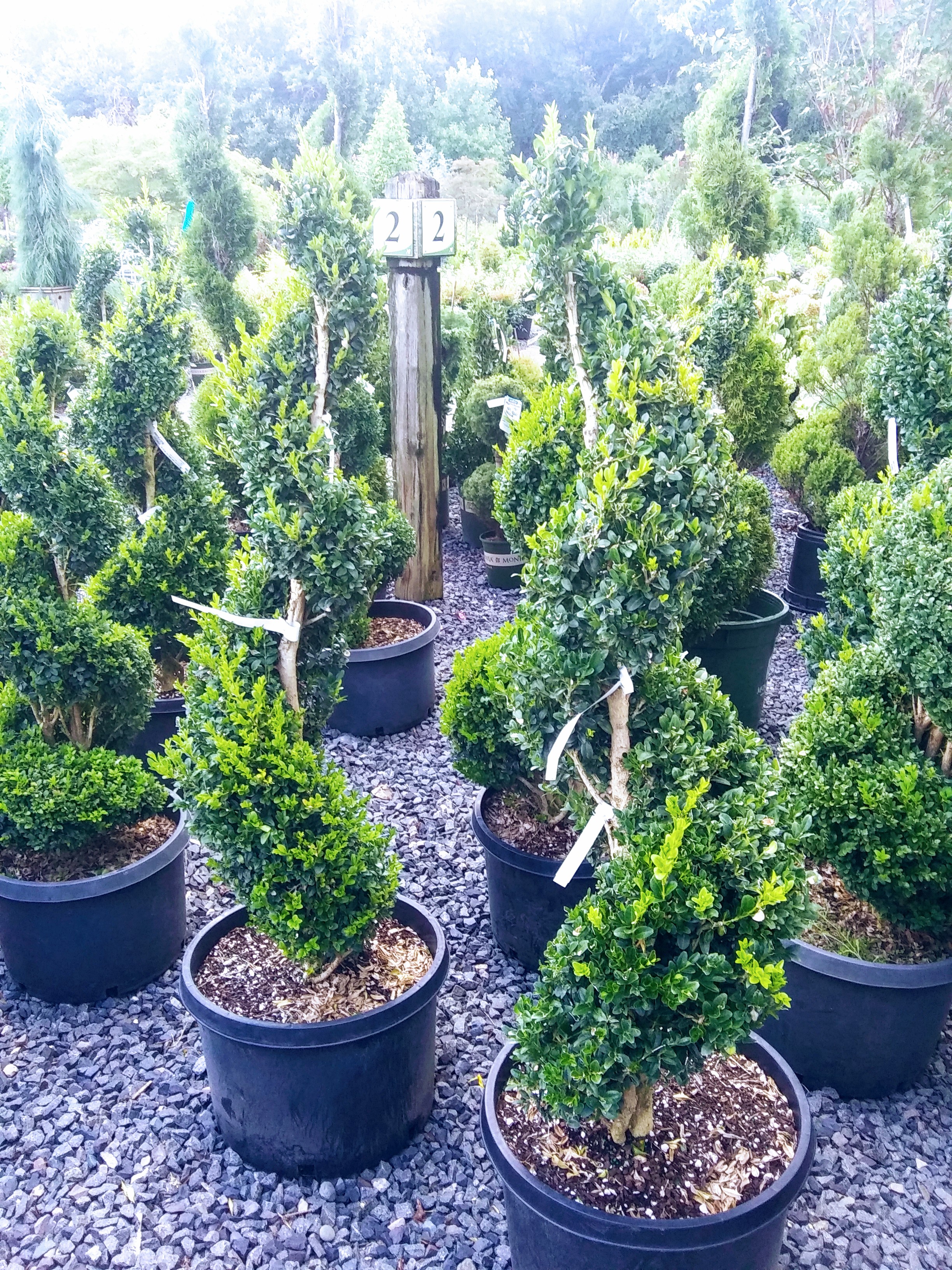 Topiary Shrubs