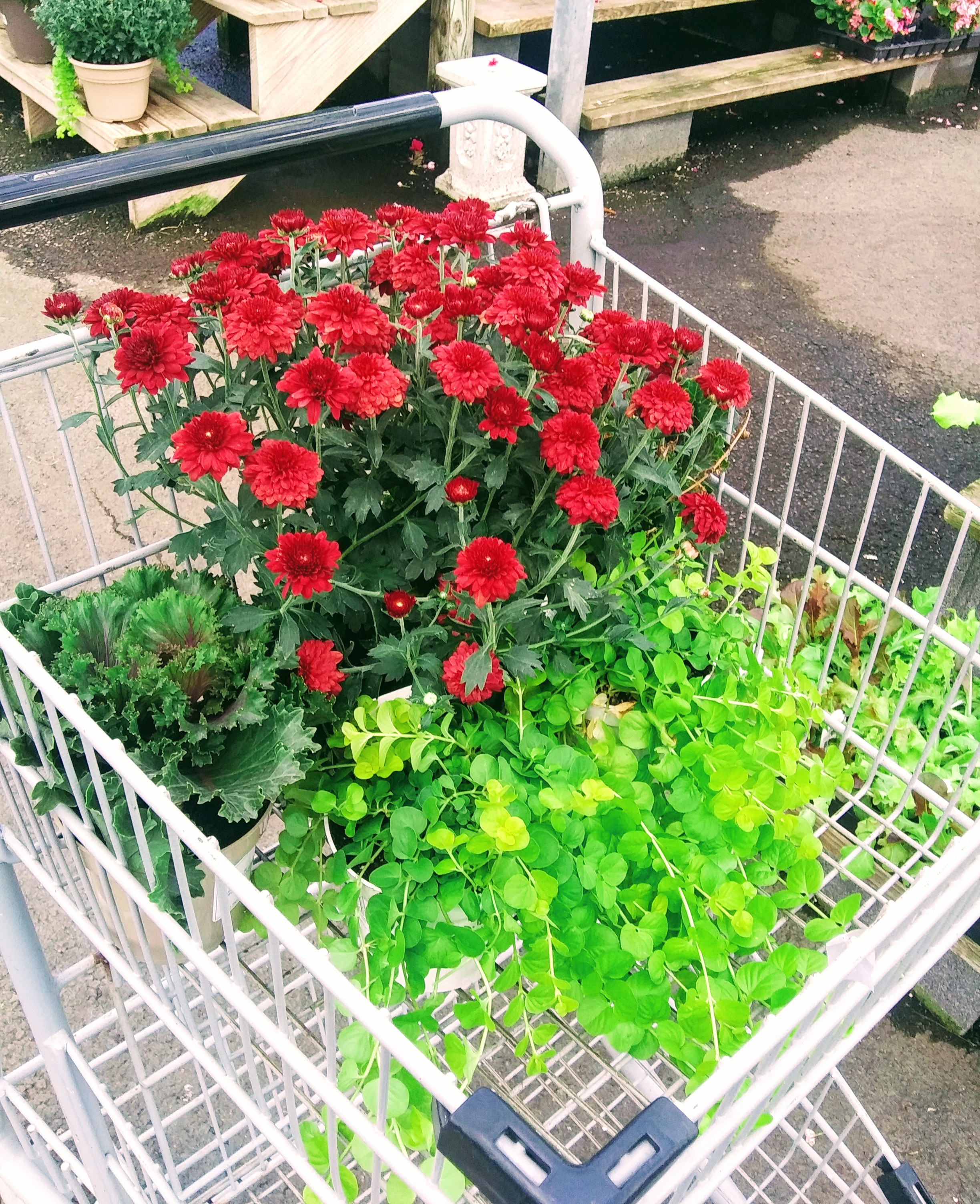 Shopping Cart Full of Plants