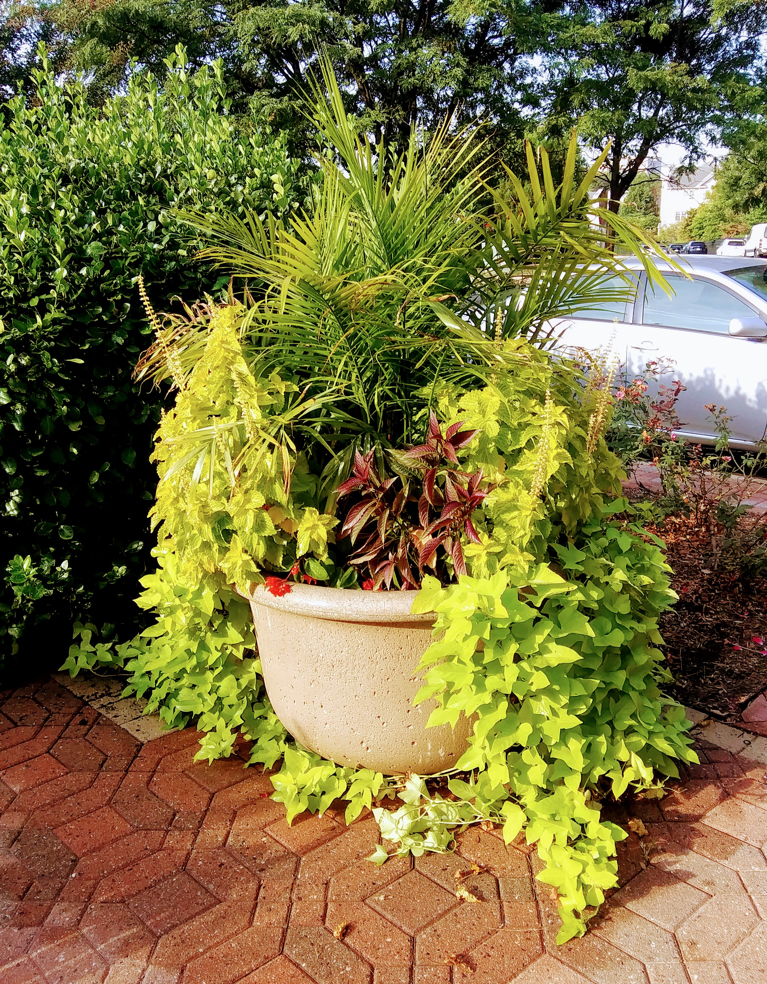 Planter inf Front of the Club House