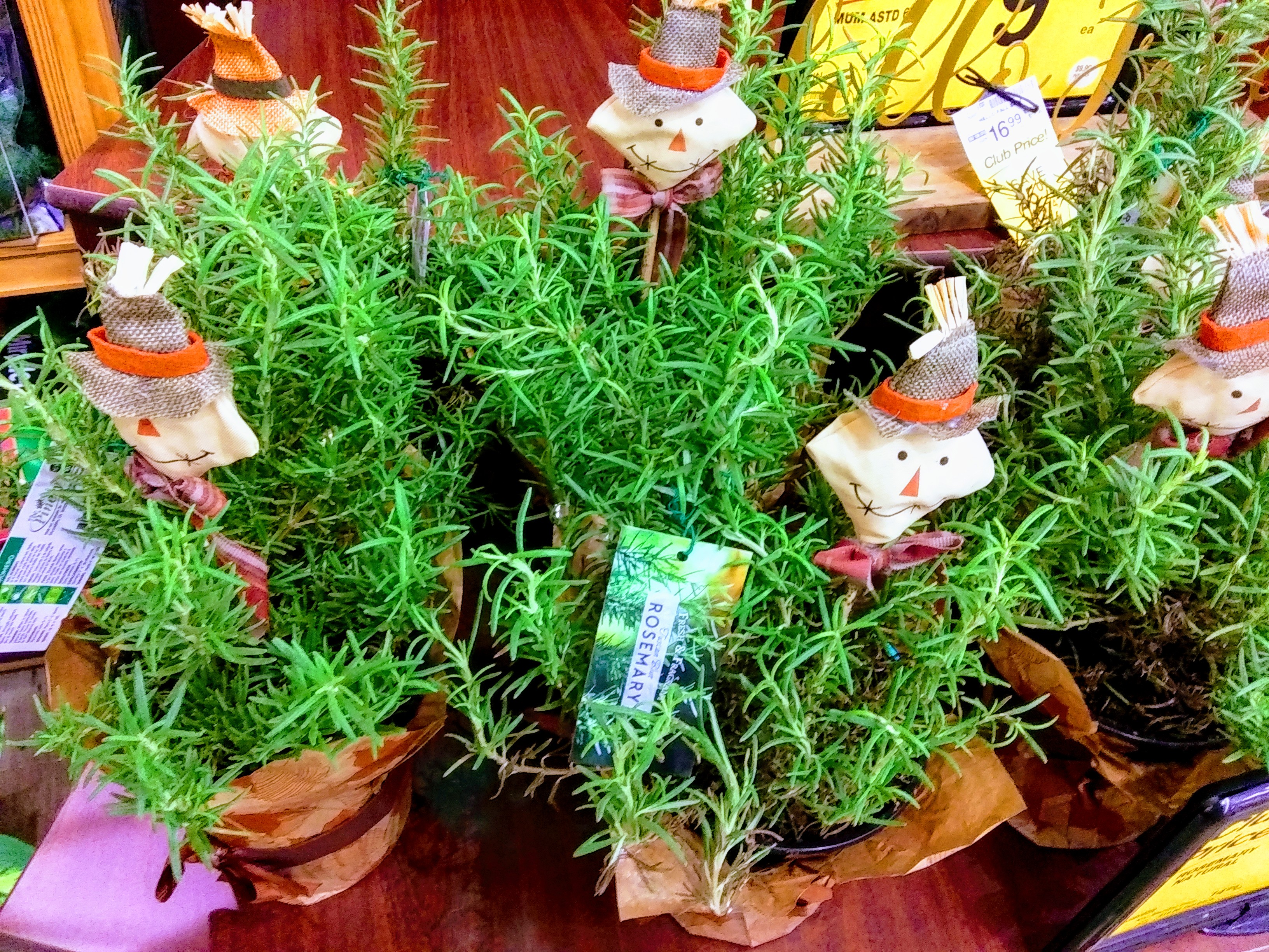 Rosemary Plants with Scarecrow Flower Picks