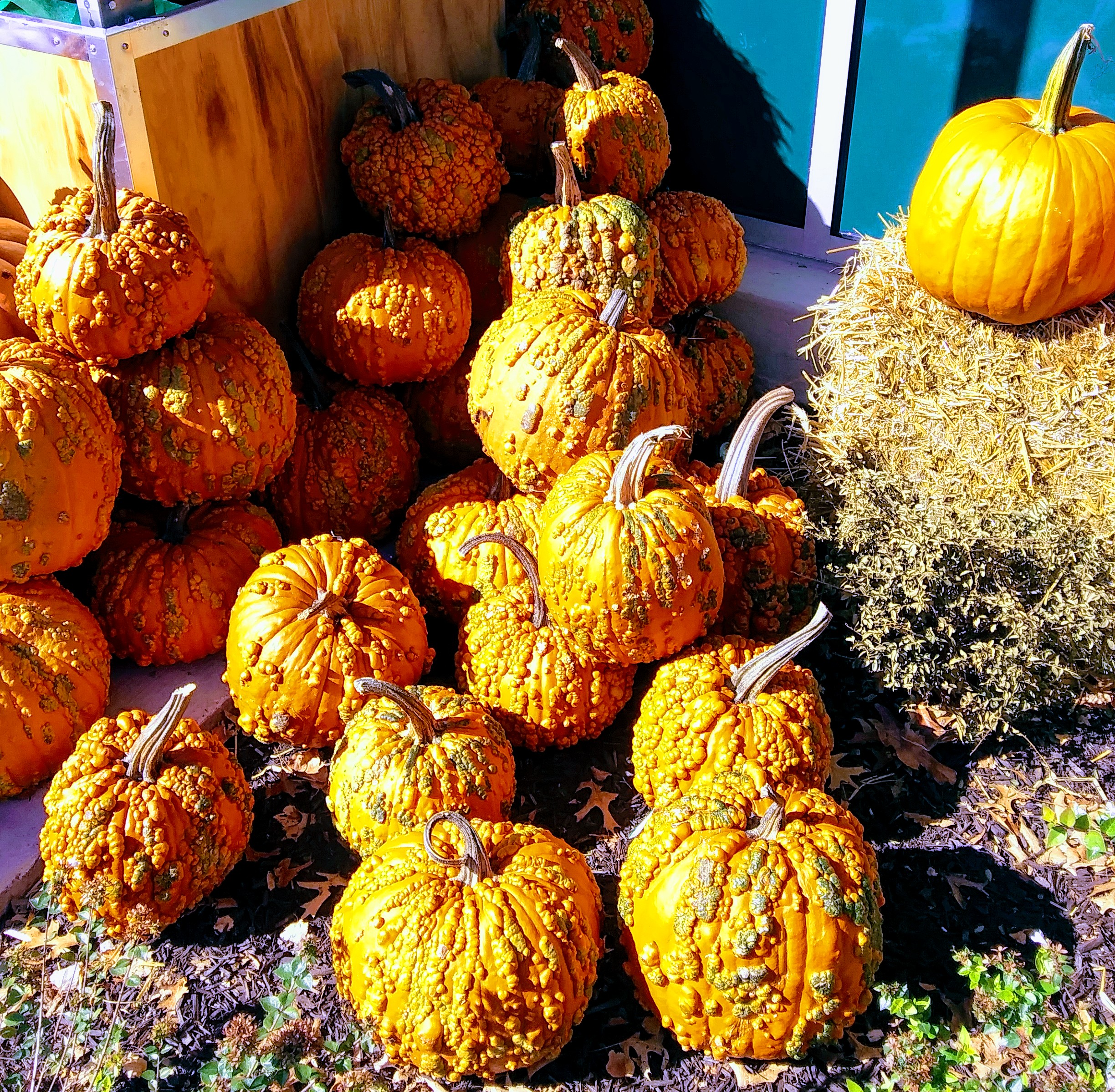 Bumpy Pumpkins