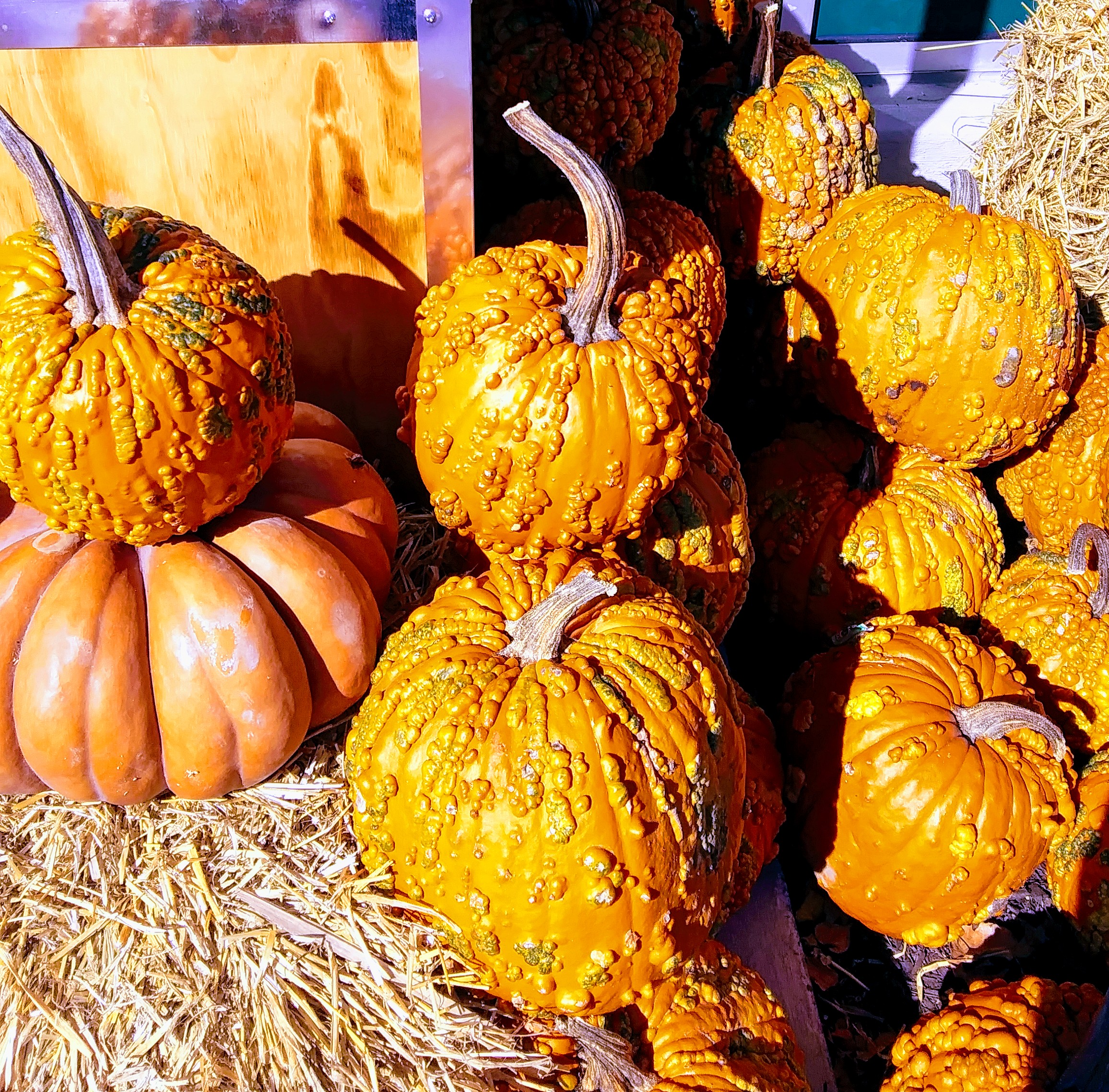 Pumpkin and Straw Display