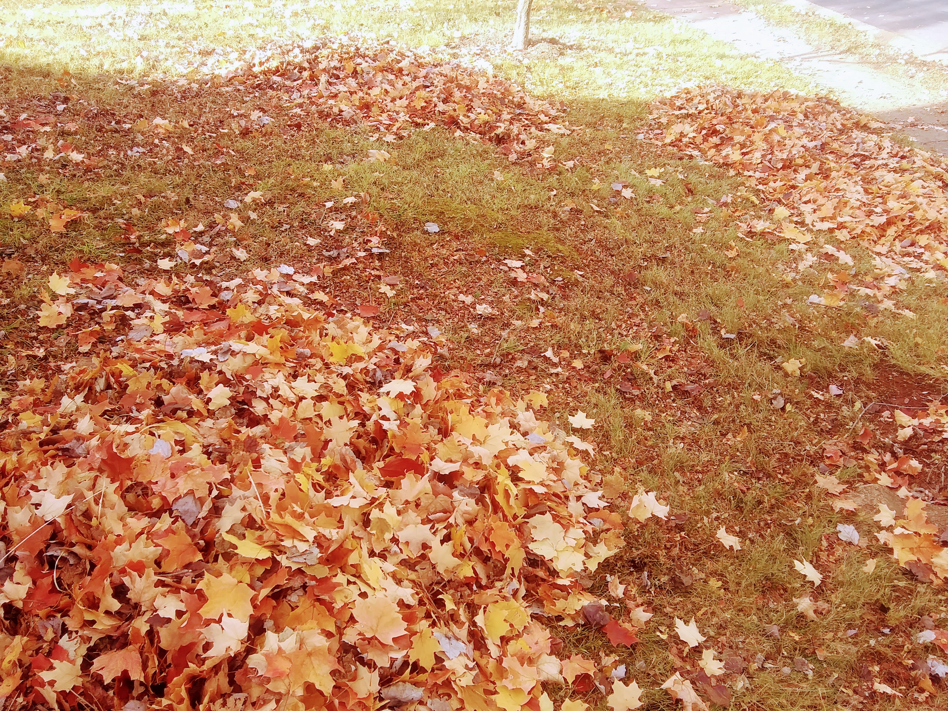 Colorful Fall Maple Leaves