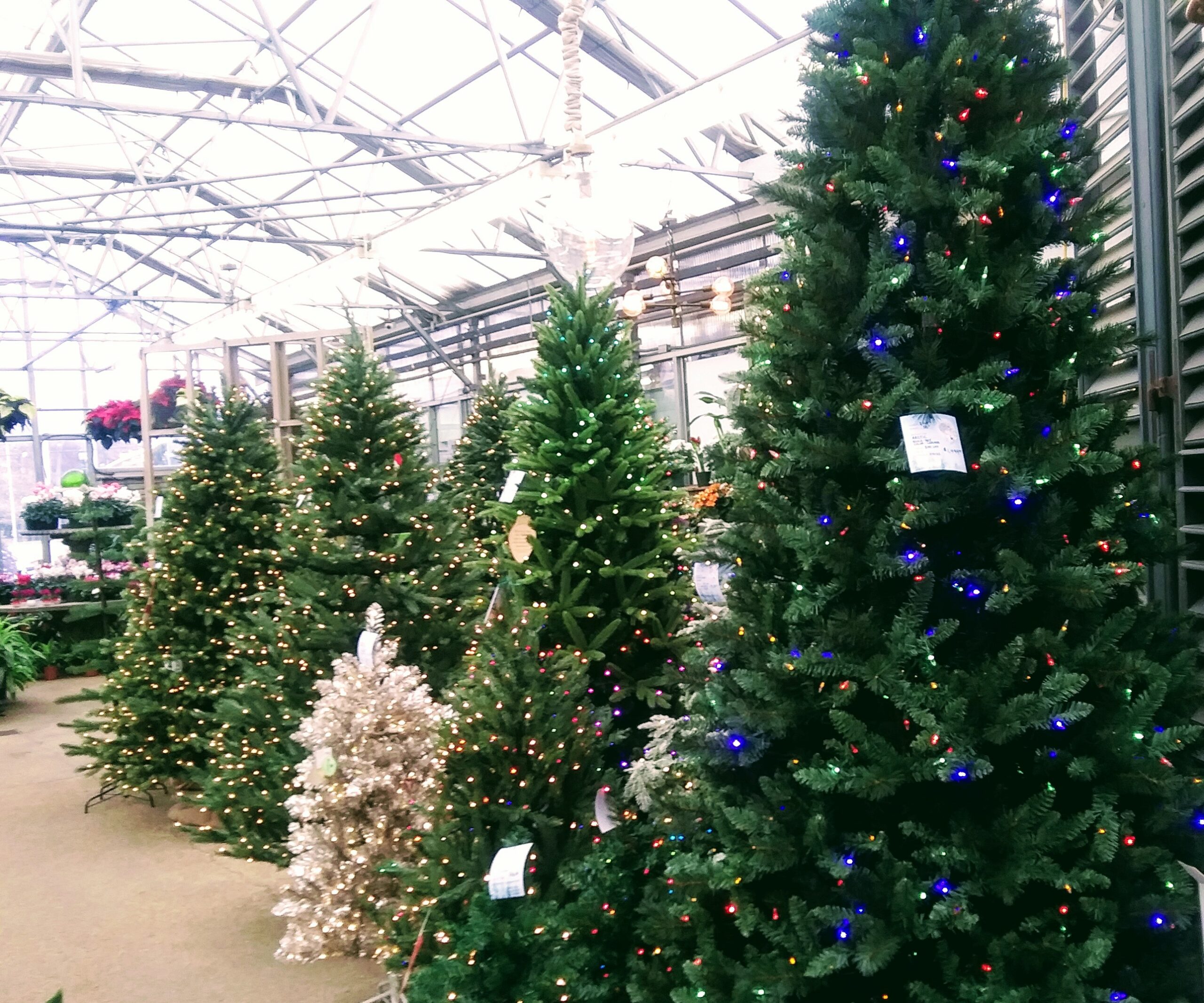 A Row of Artificial Trees with Lights