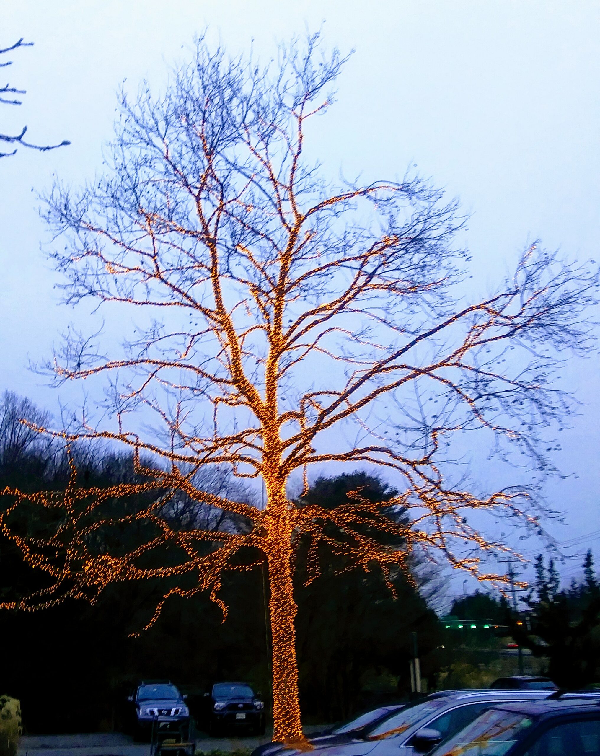 Large Tree - Every Branch Decorated with Lights