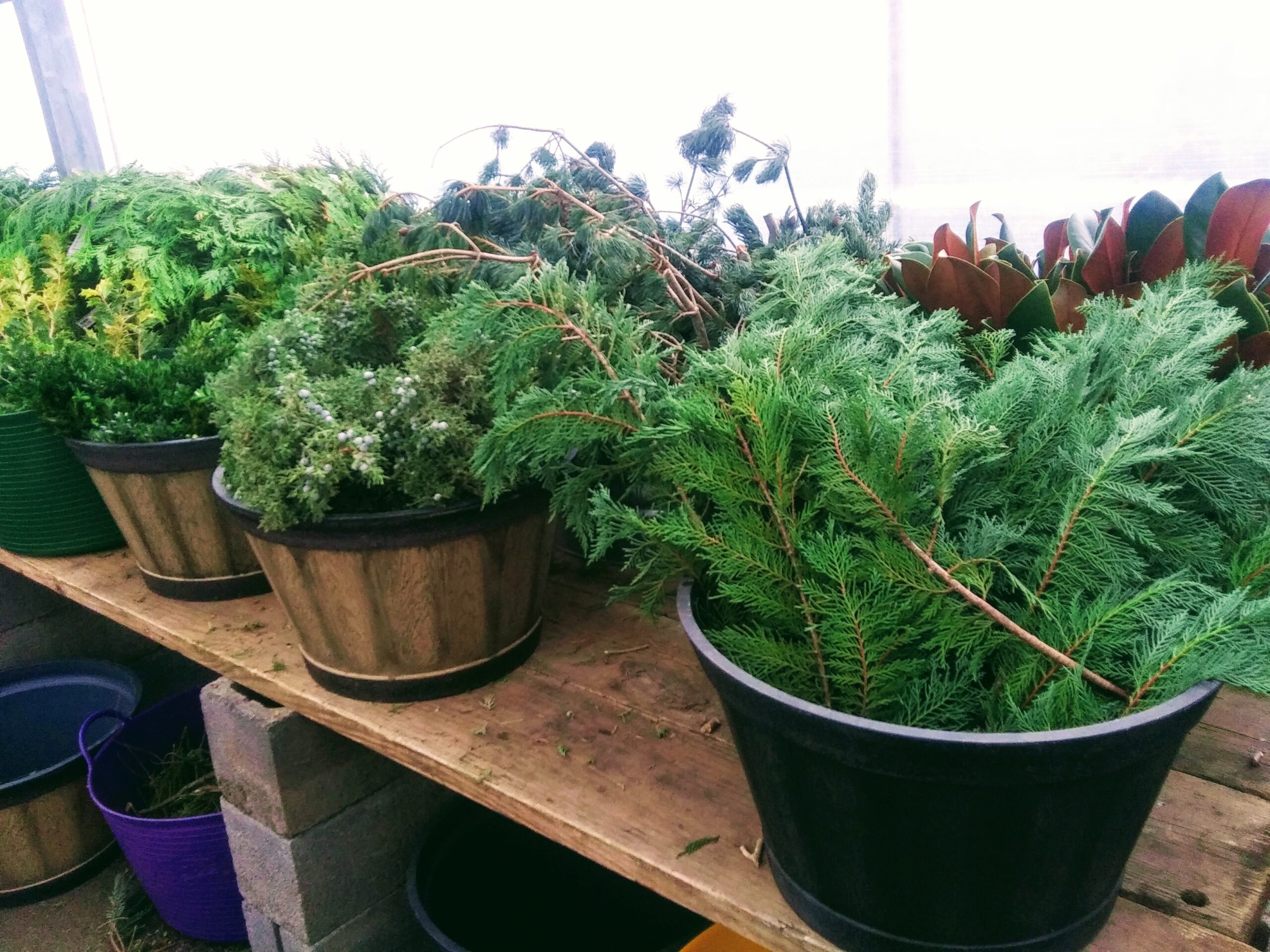 Buckets of Fresh Greens to be Used in Making Wreaths