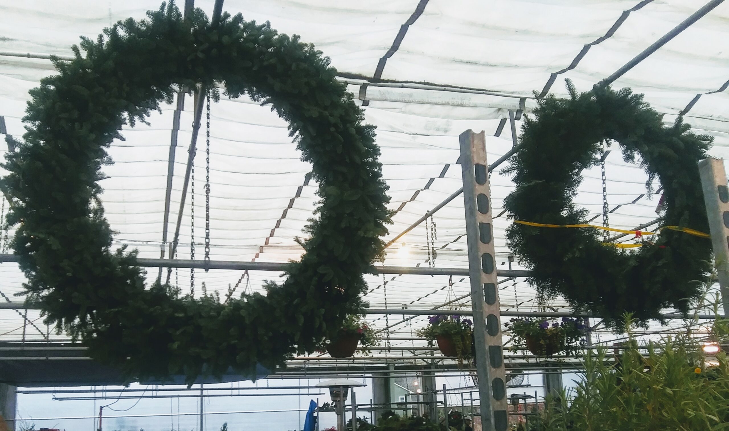 Very Large Hanging Fresh Wreaths