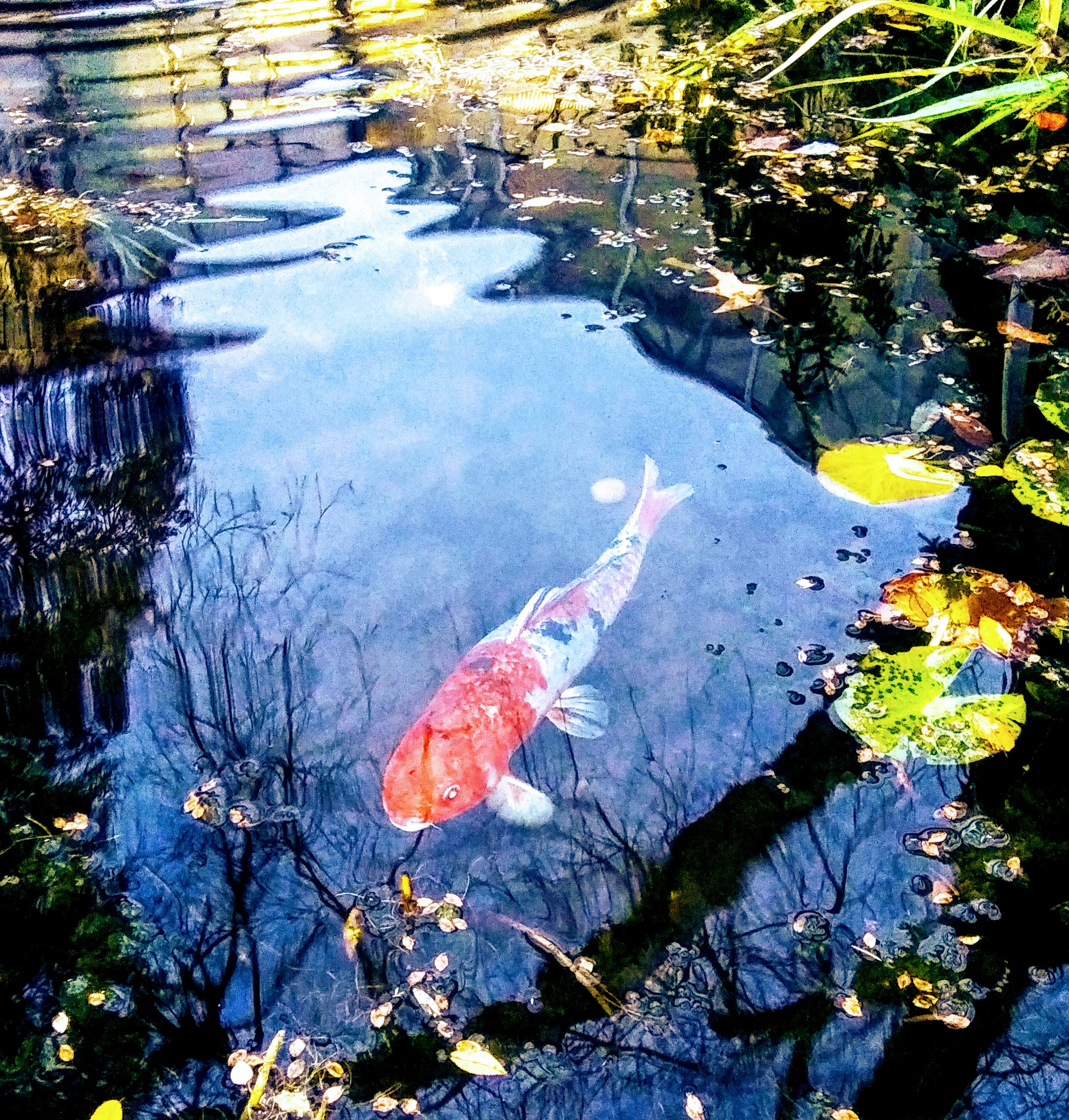 Huge Koi Fish