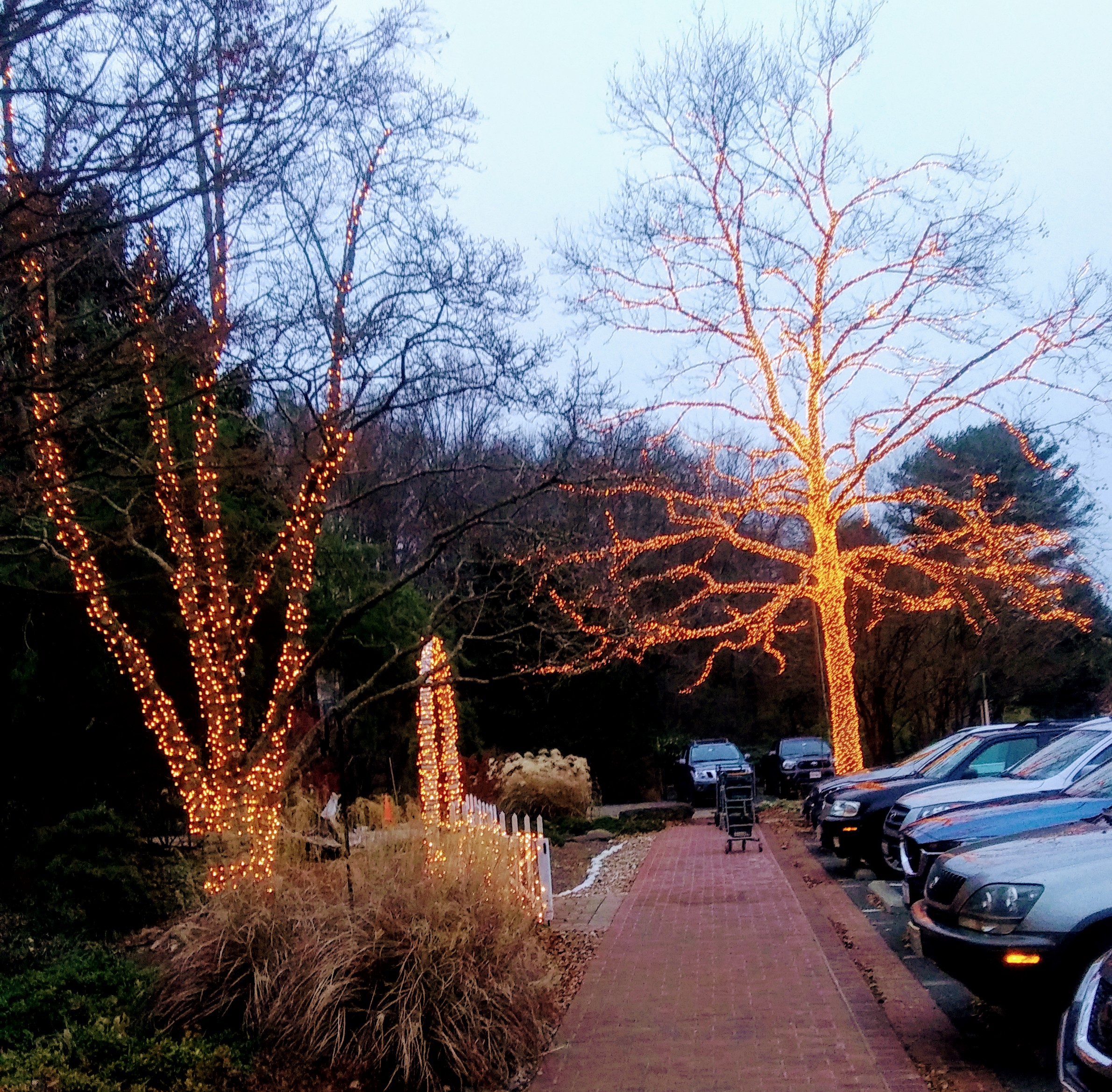 Trees with Holiday Lights at the Garden Center