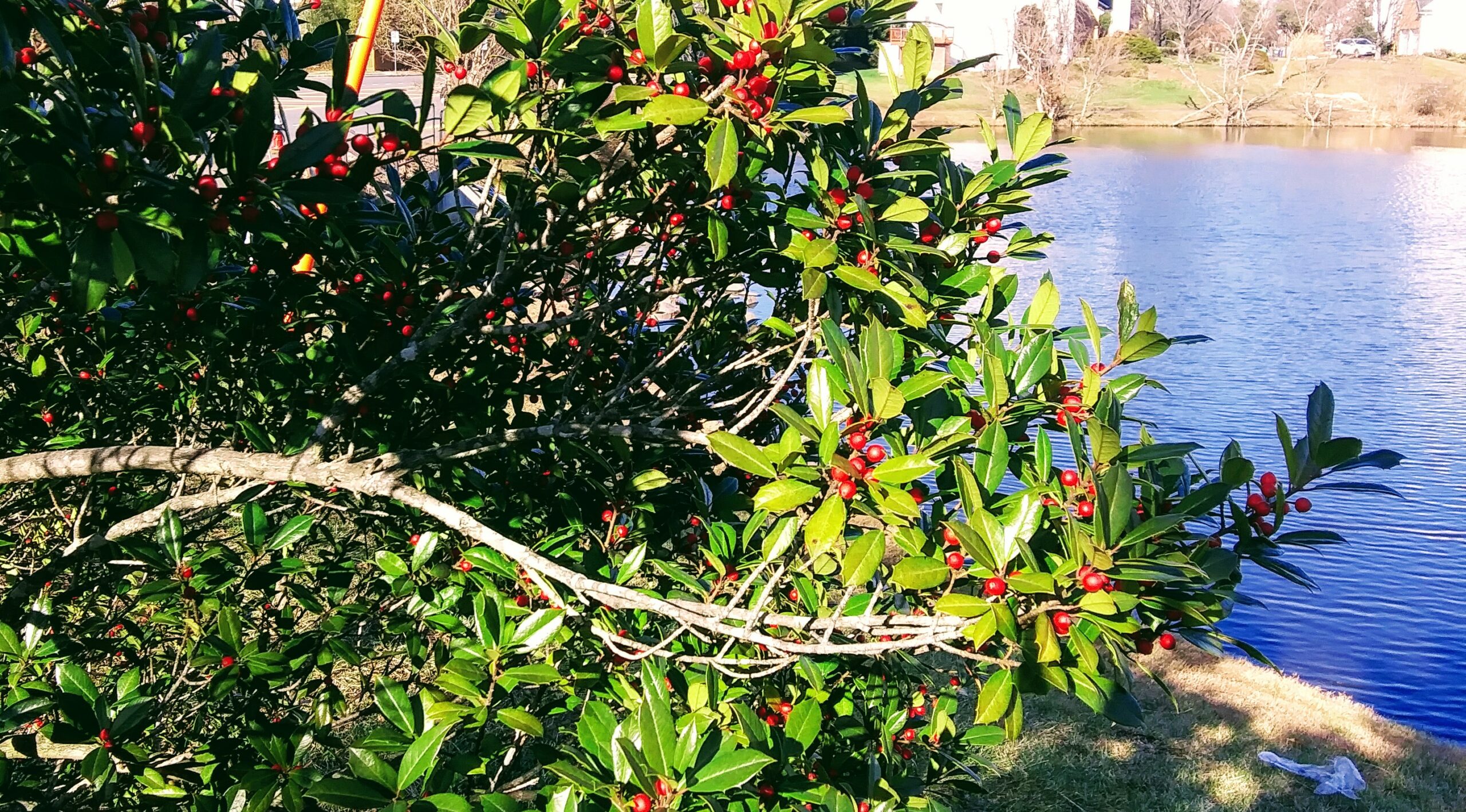 Holly Bush with Red Berries