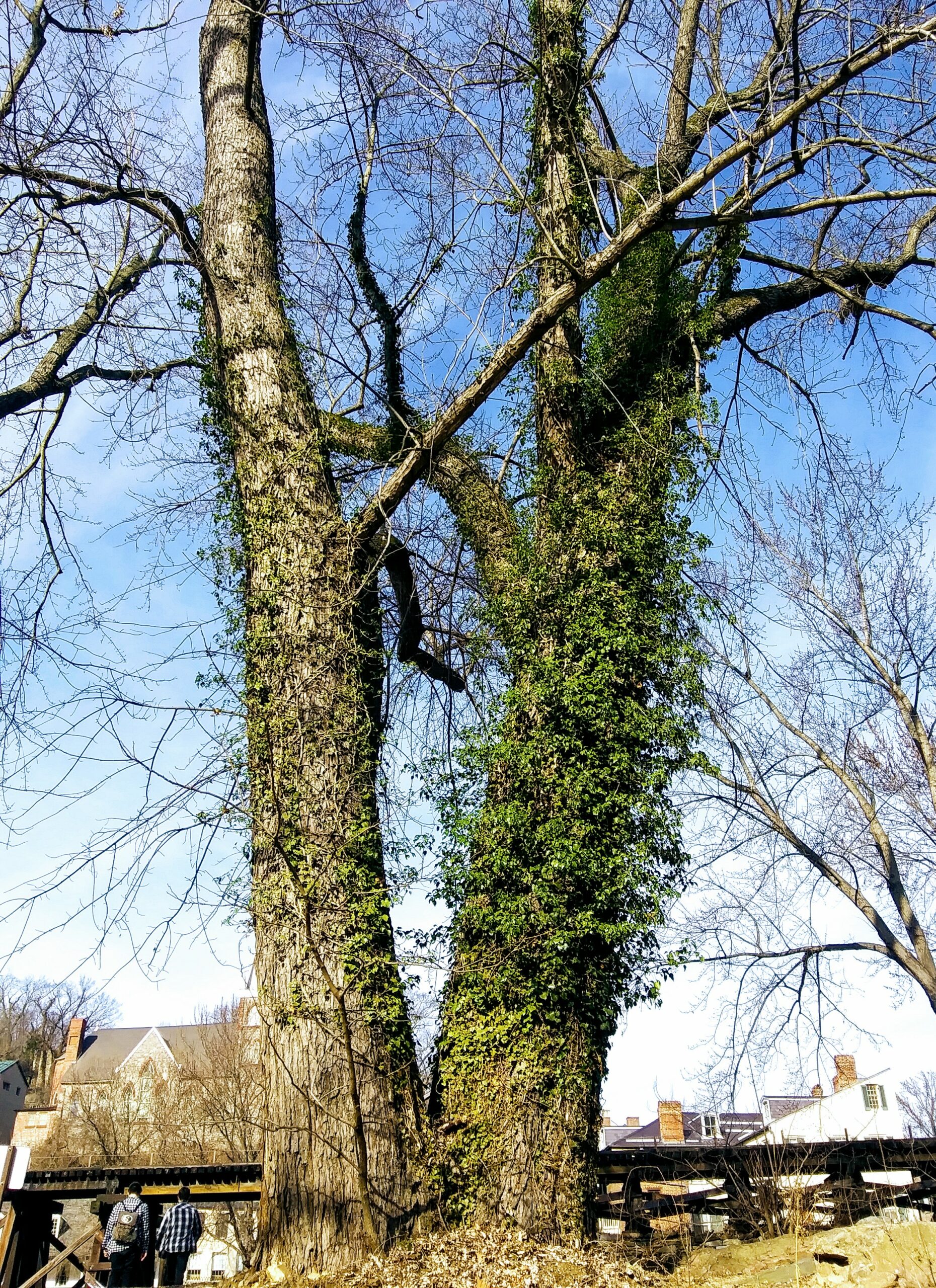 Tall Trees Near the River