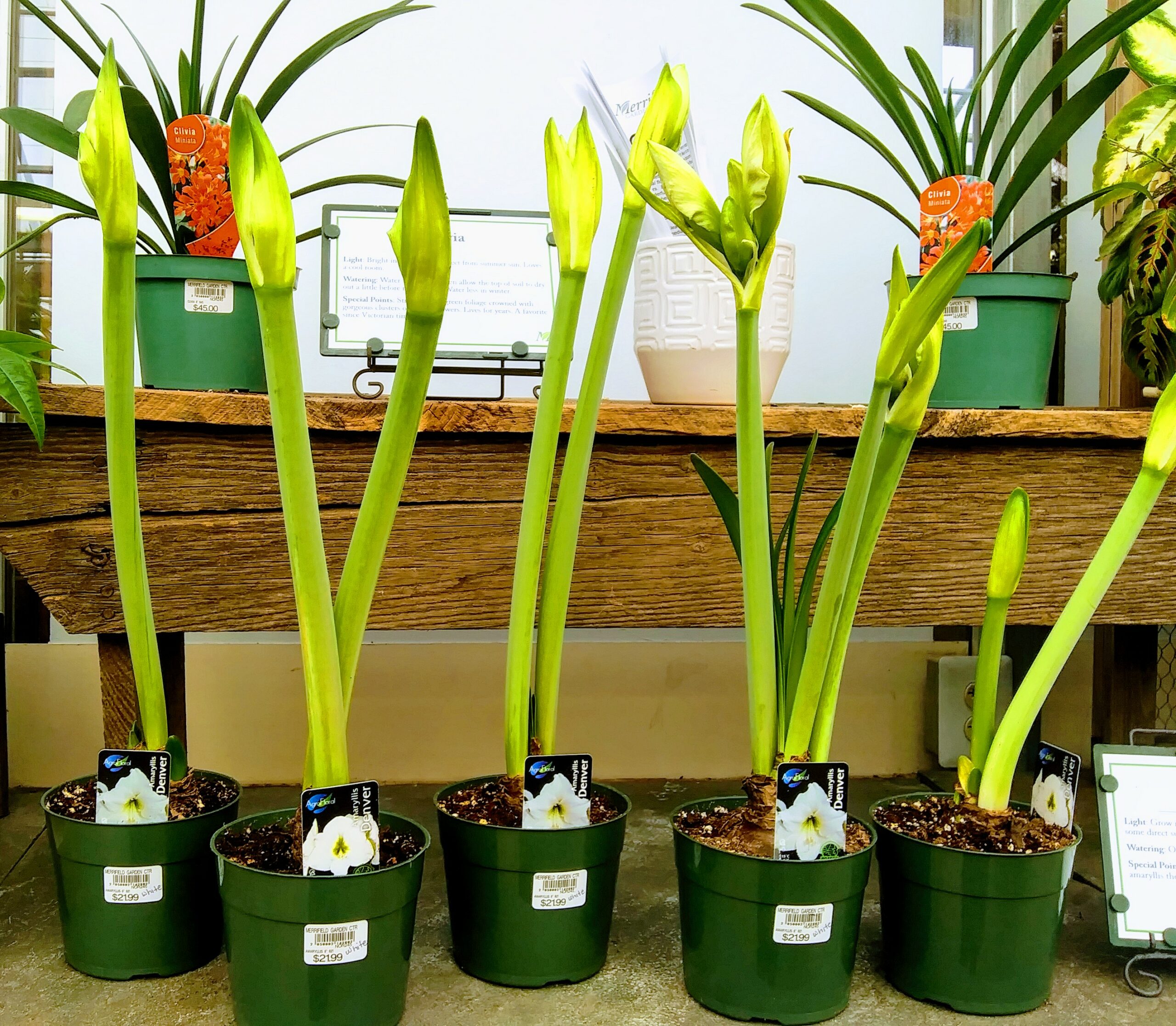 A Row of White Amaryllis