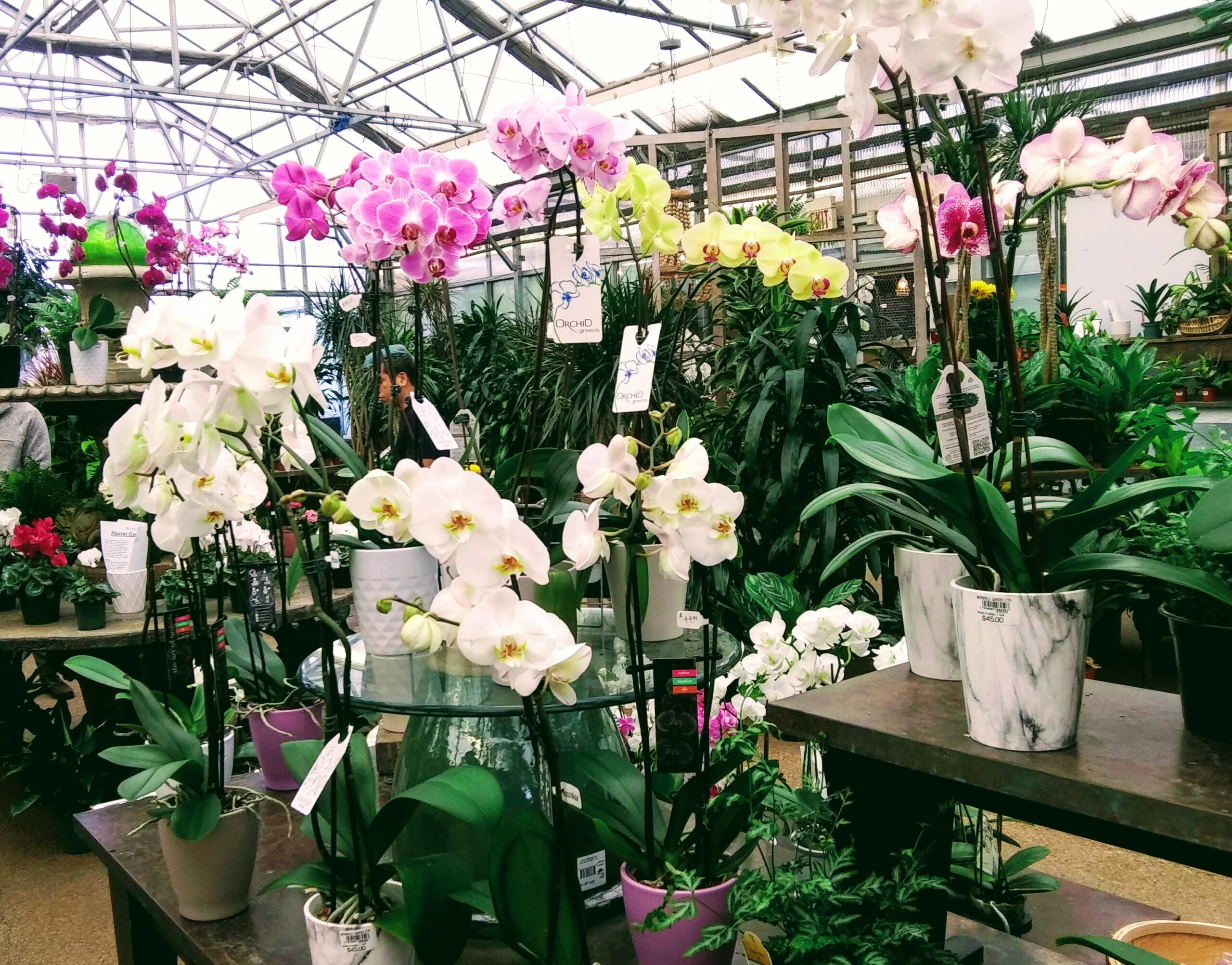 Blooming Orchids