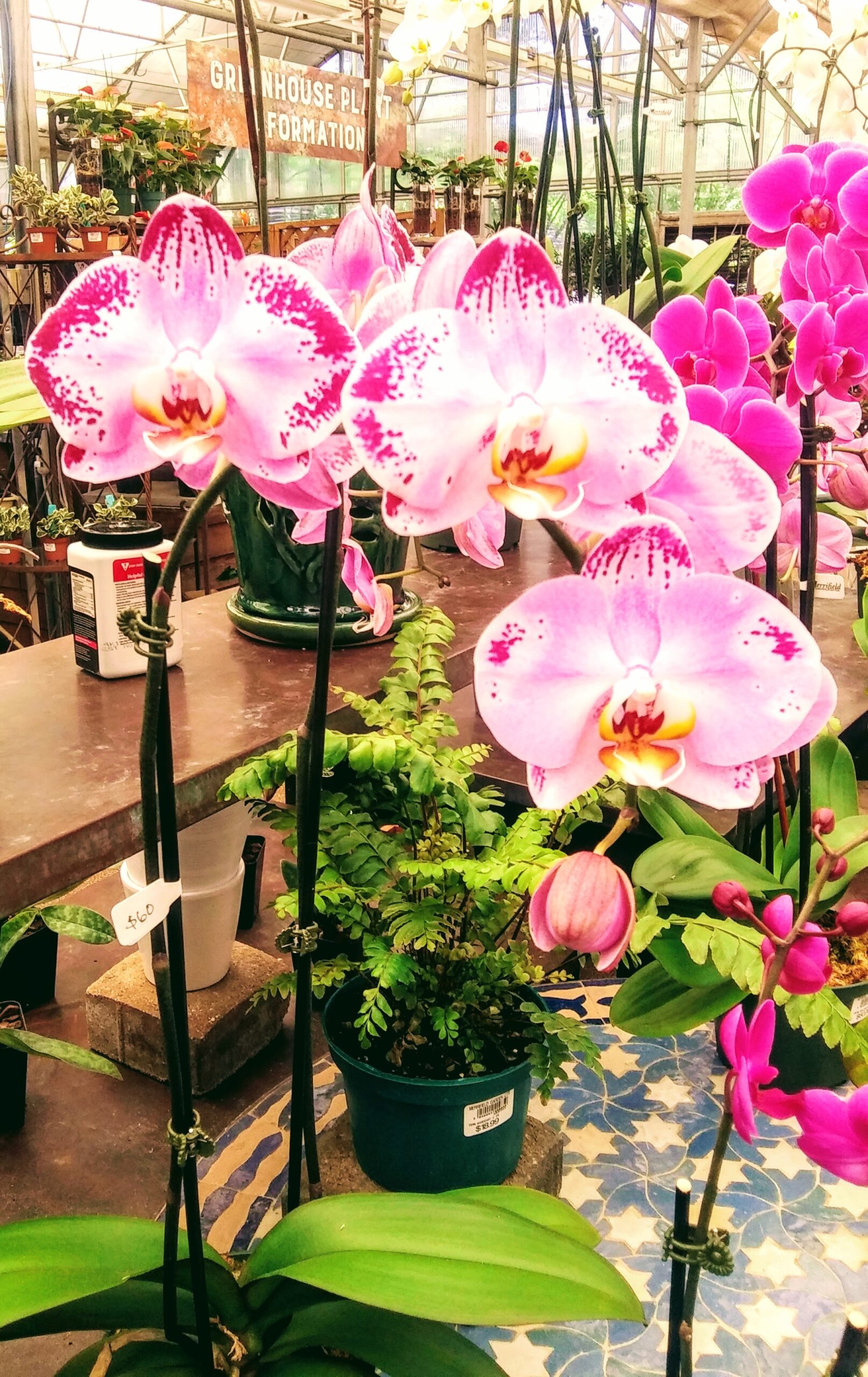 Close Up of Pink Orchids