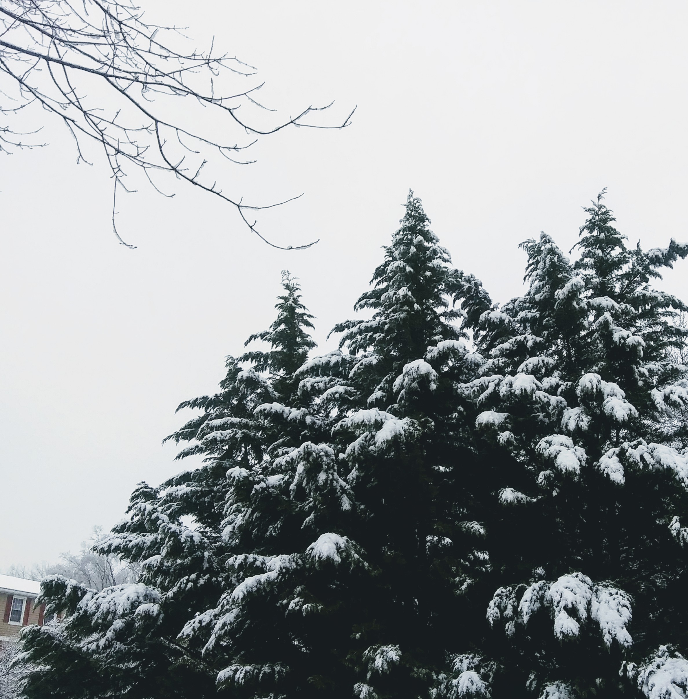 Leland Cypress Trees Covered with Snow