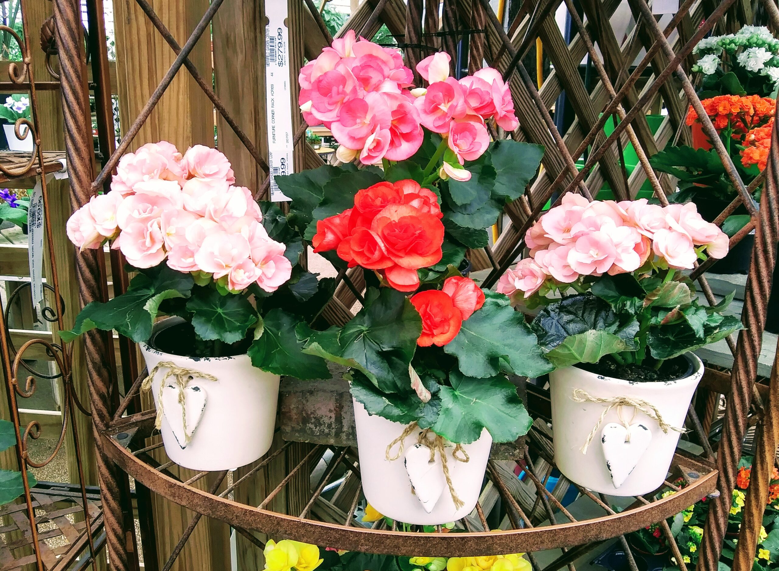 Red and Pink Flowers