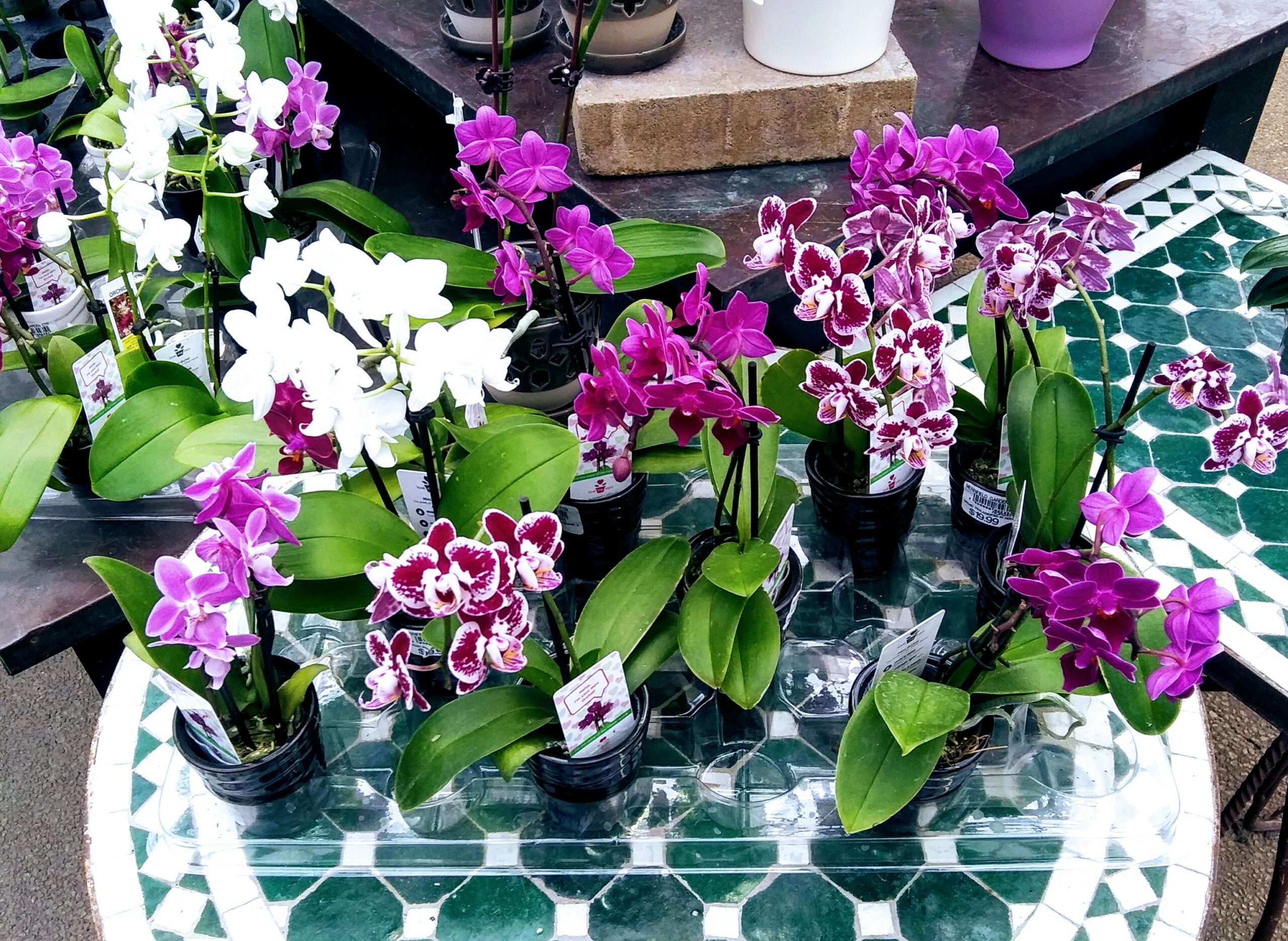 Small Purple Orchids on a Table