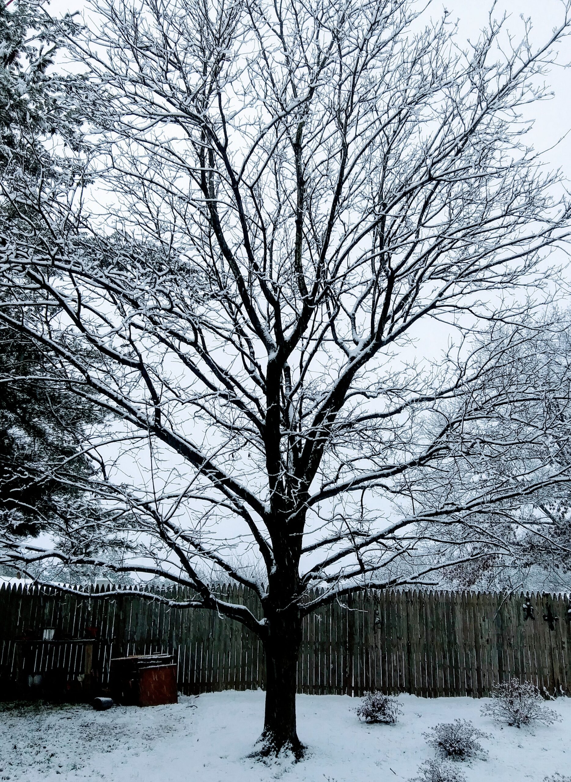 Maple Tree in my Backyard during Snow Storm