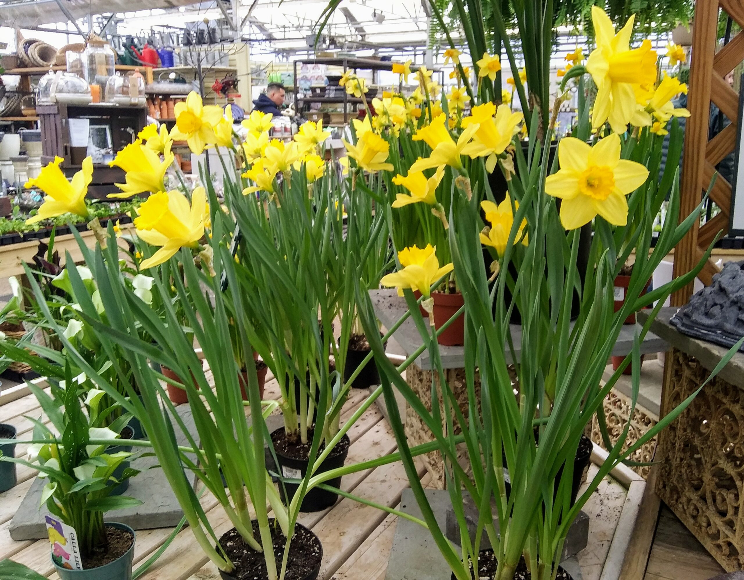 Yellow Daffodils