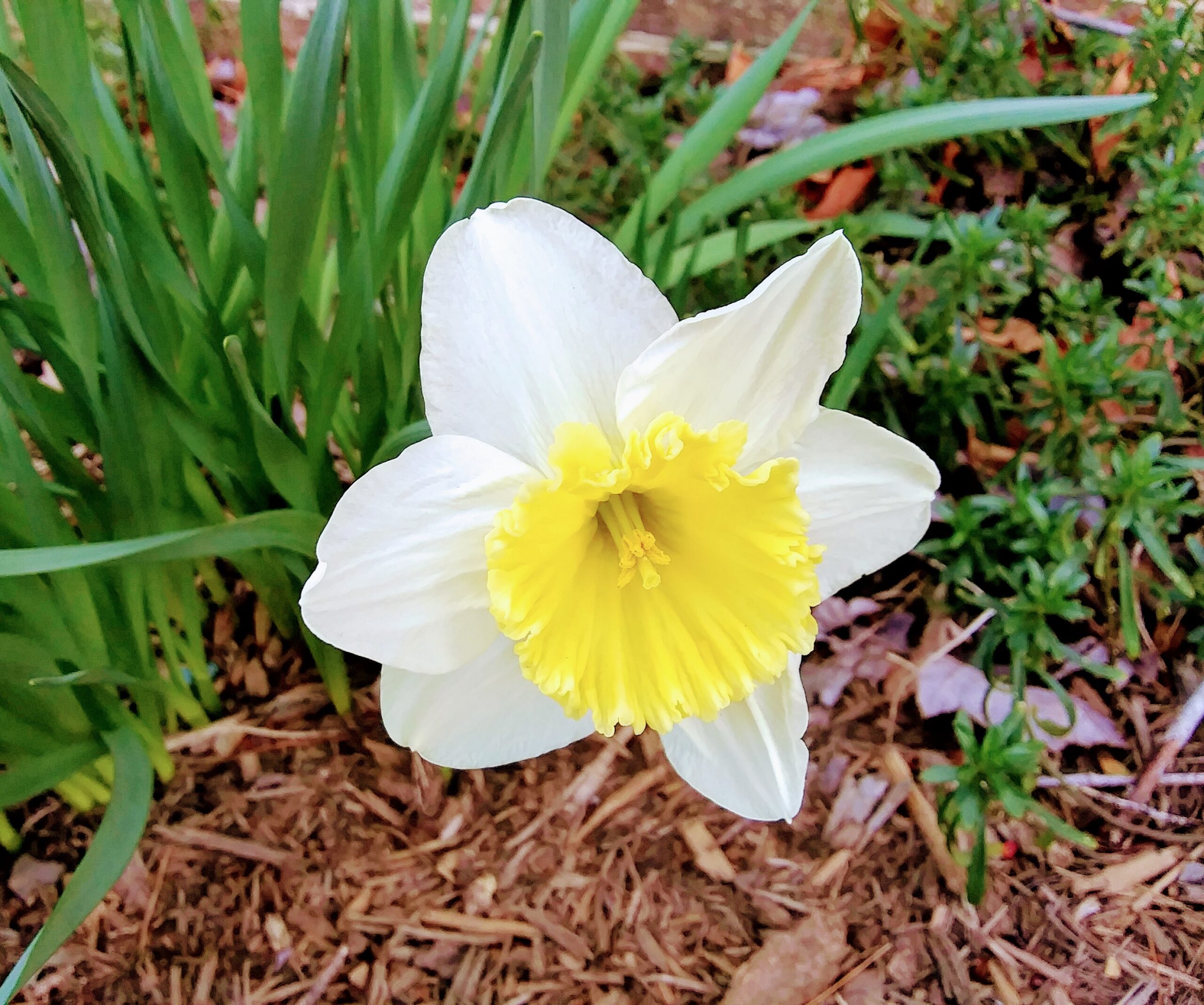 Single Daffodil Flower on 3-10-2020