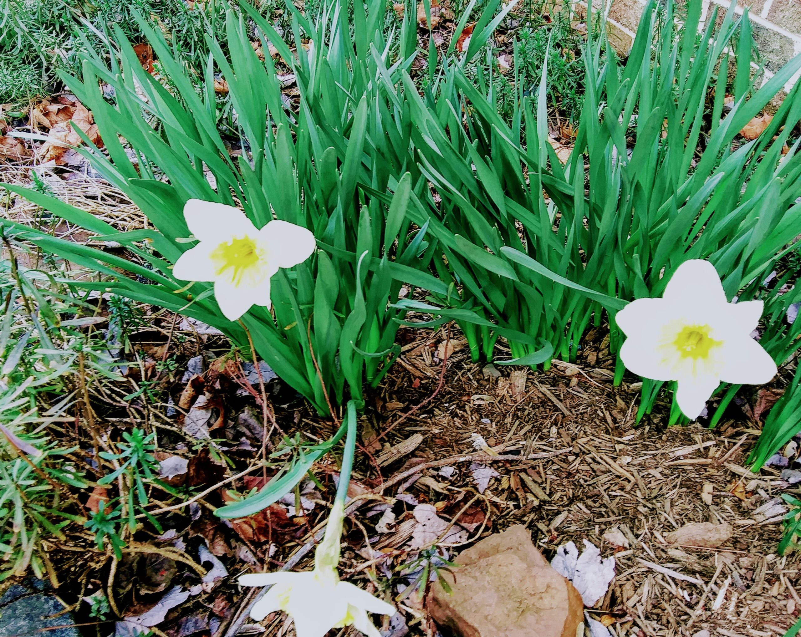 Daffodils on 3-10-2020