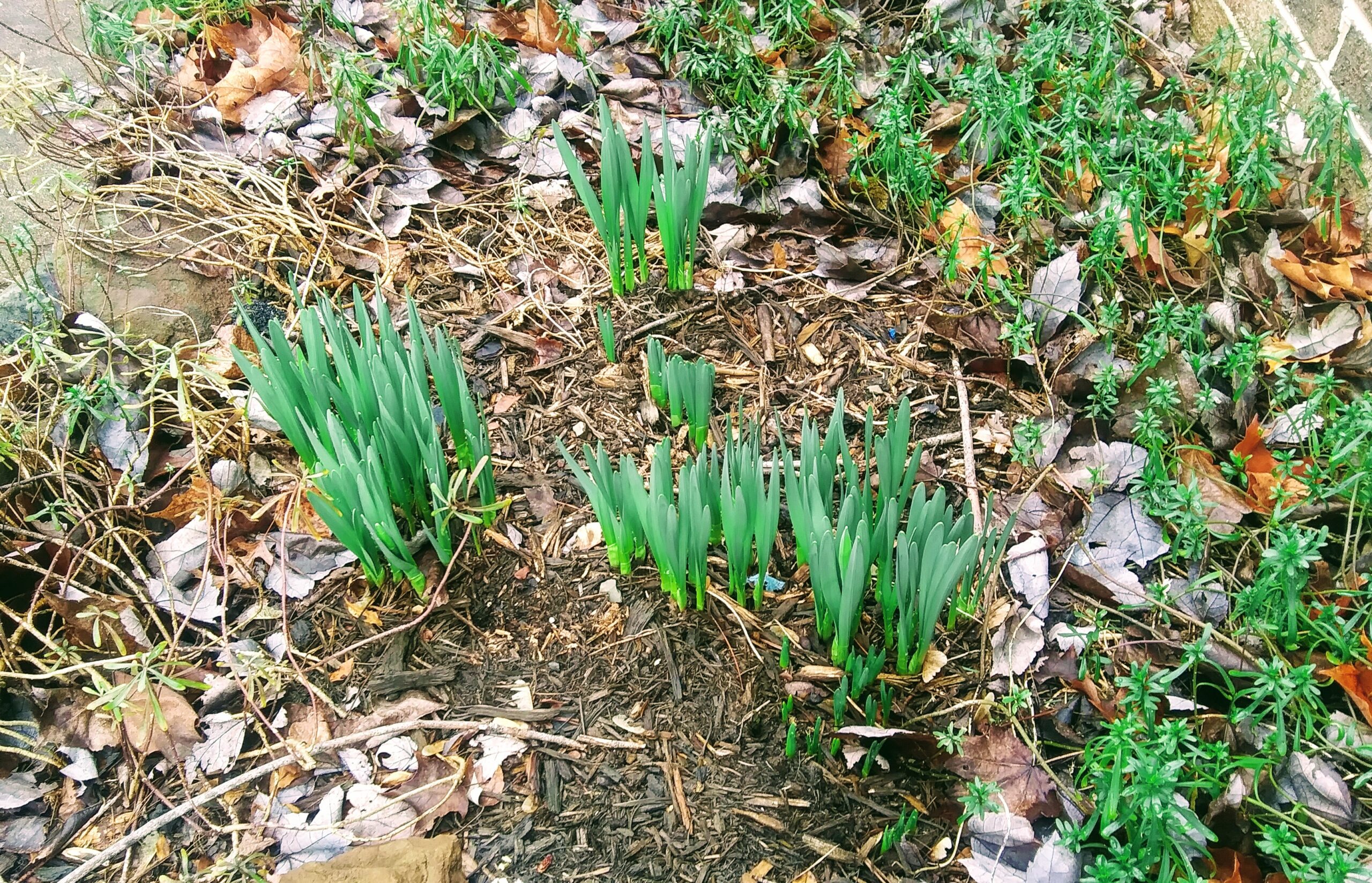 Daffodils on 2-11-2020