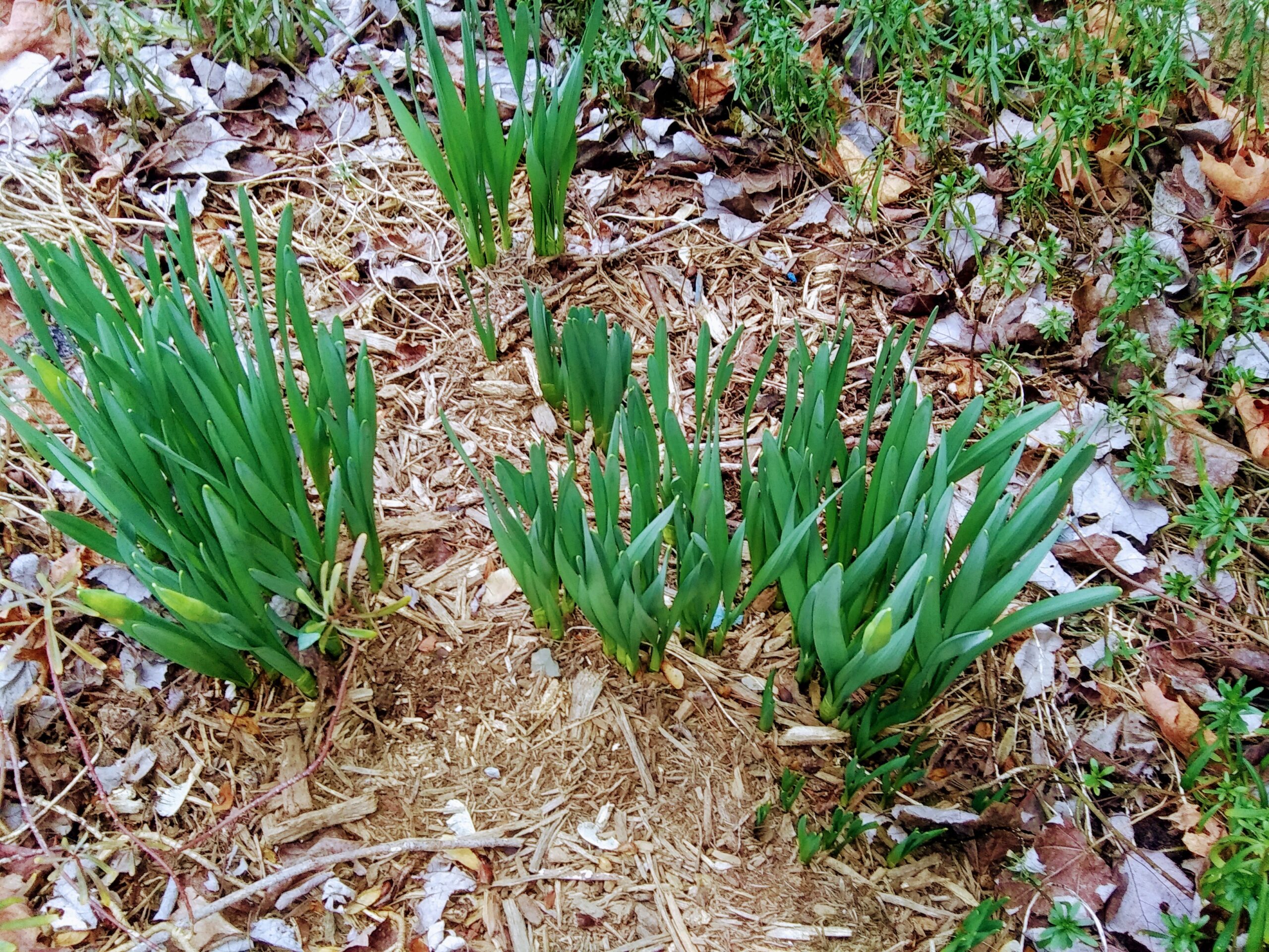 Daffodils on 2-24-2020