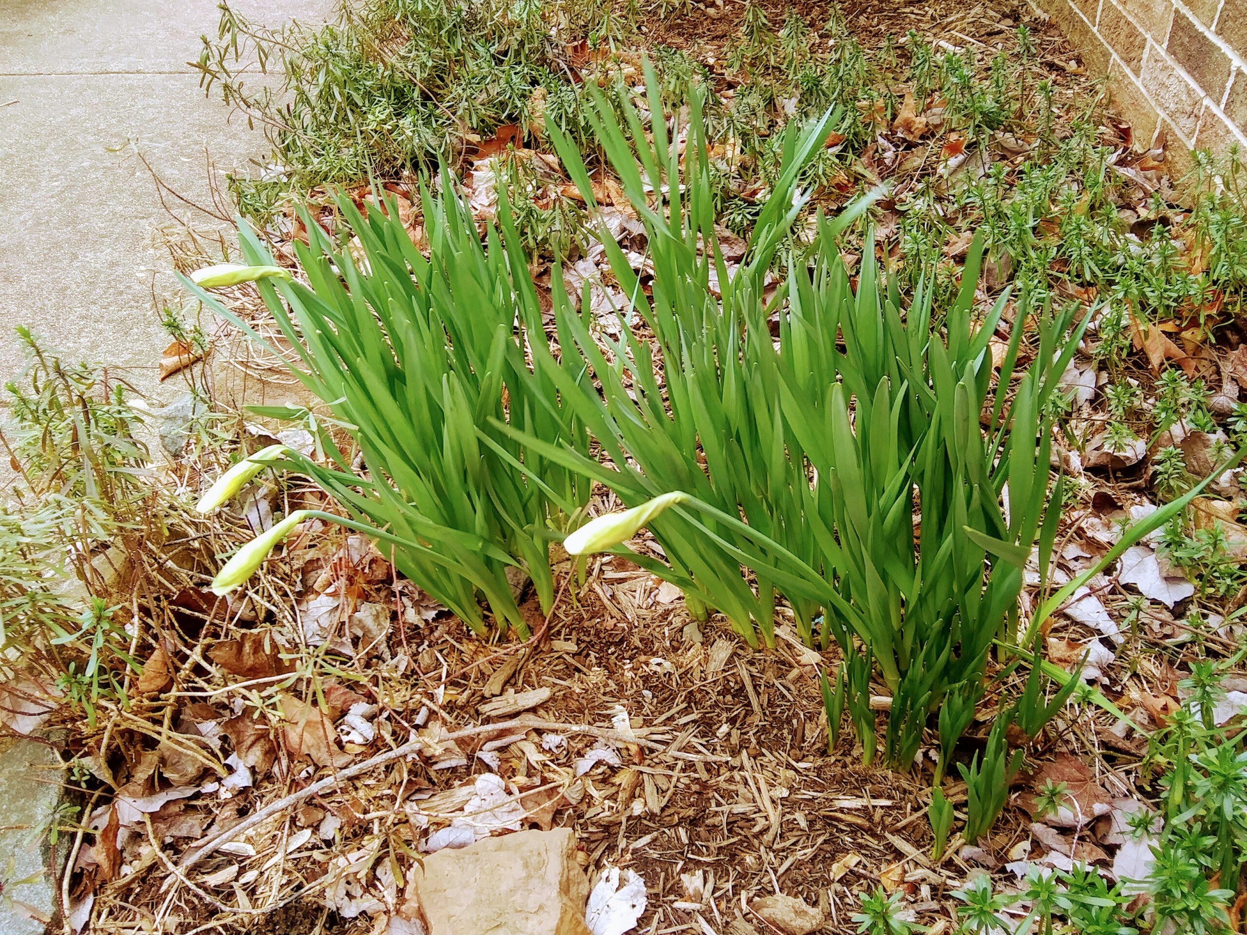 Daffodils on 3-7-2020