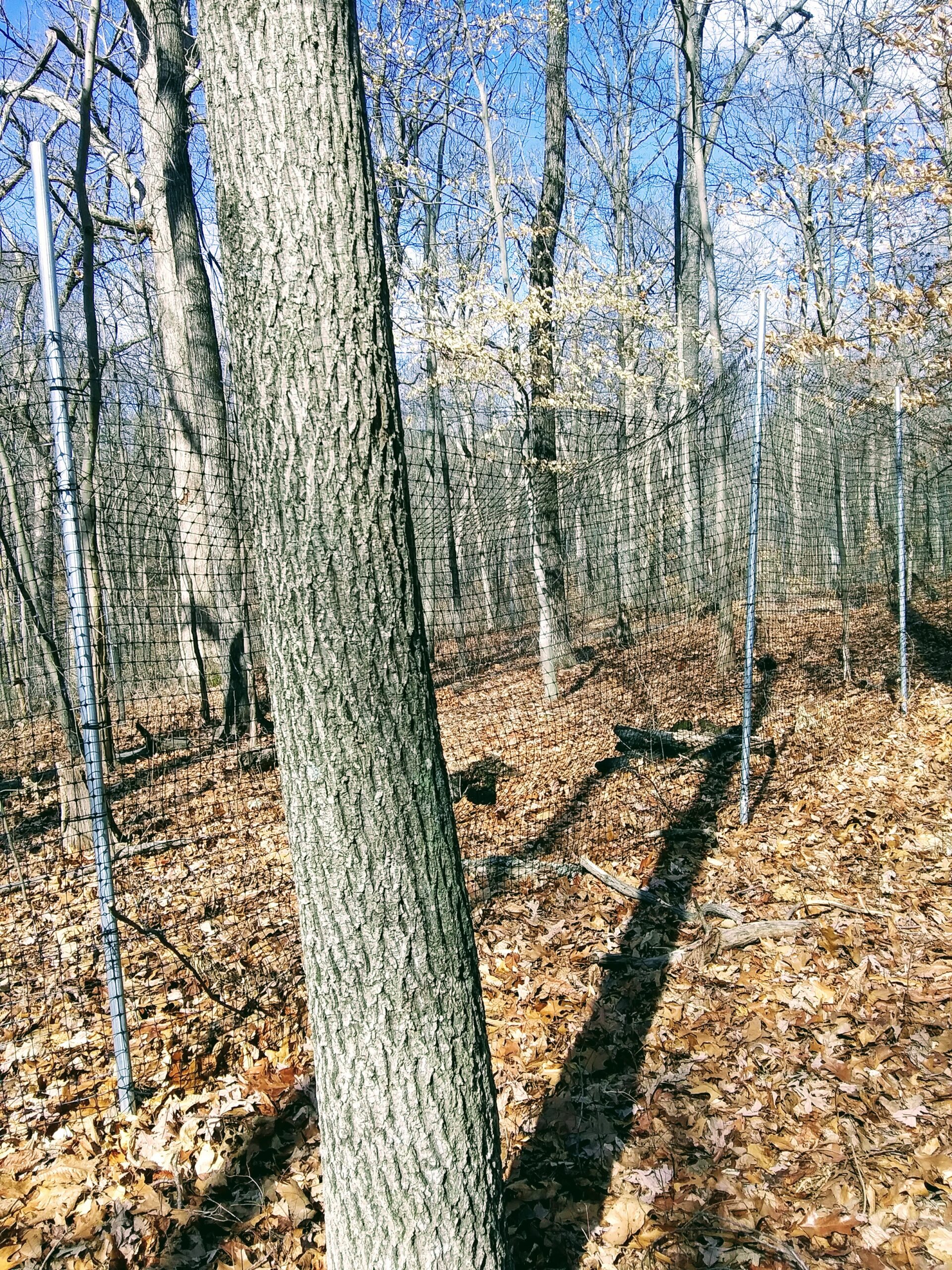 Deer Exclosure Fencing