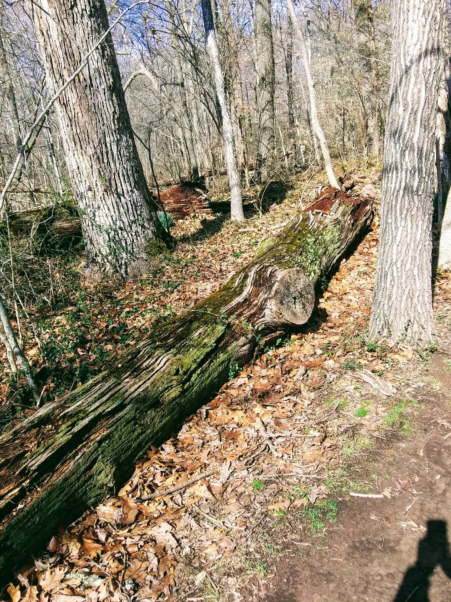 Large Log in Ellanor Lawrence Park