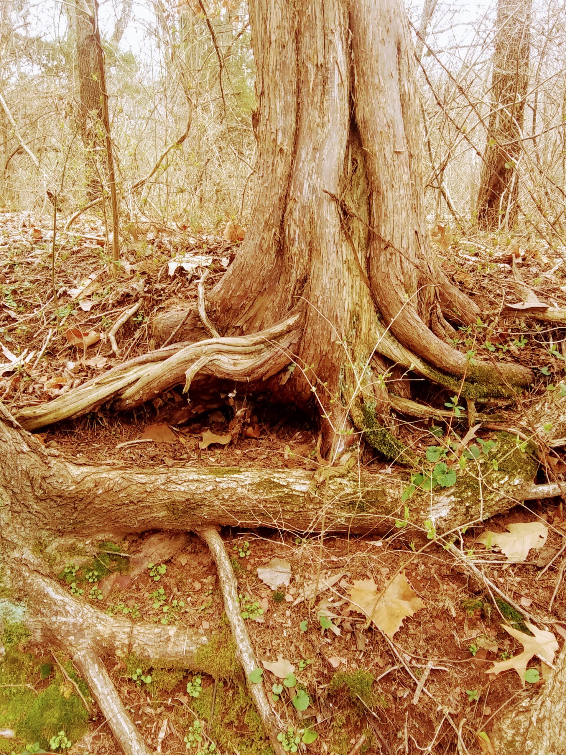 Tree Roots in the Woods