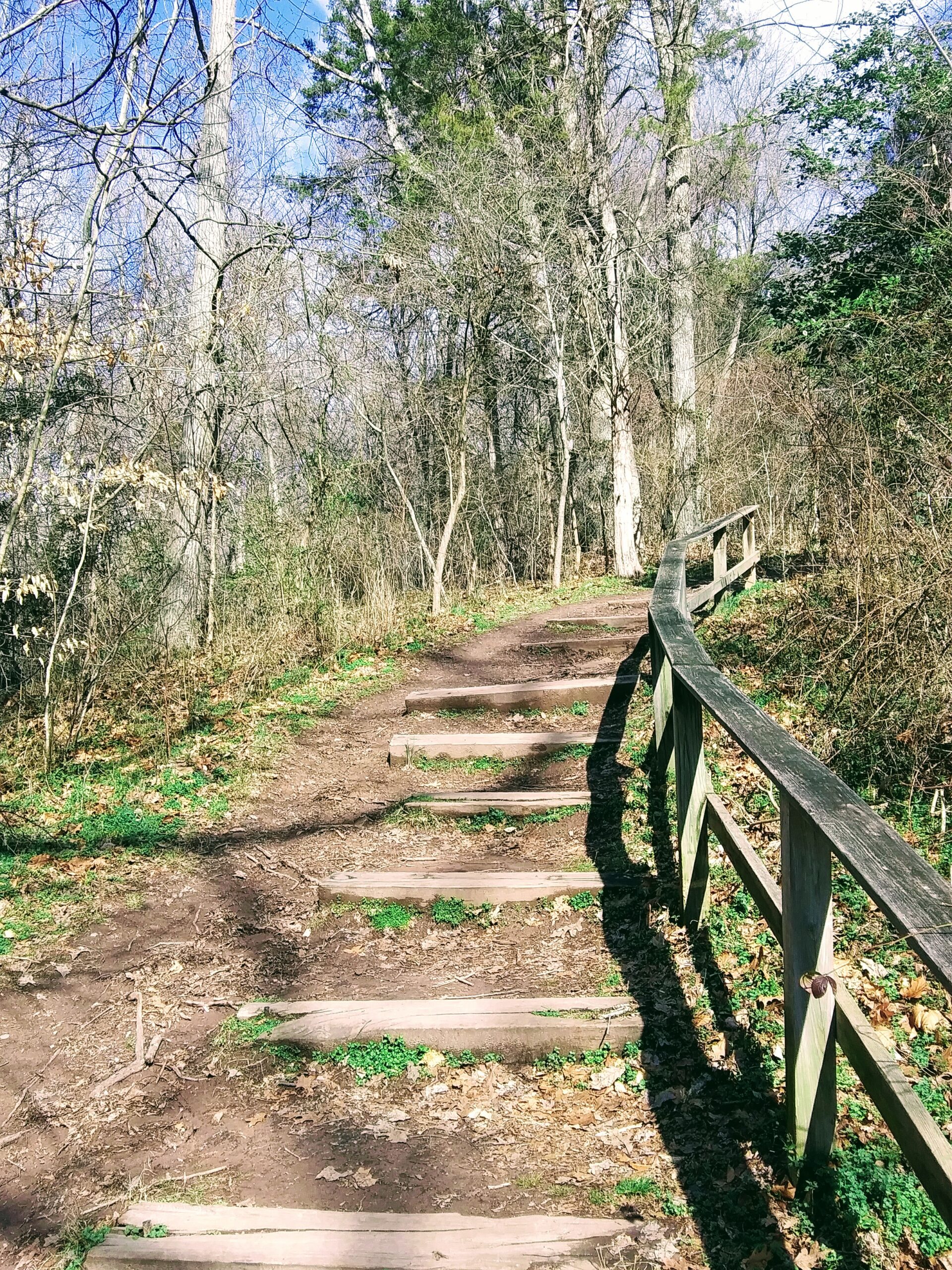 Wooden Steps Along Path