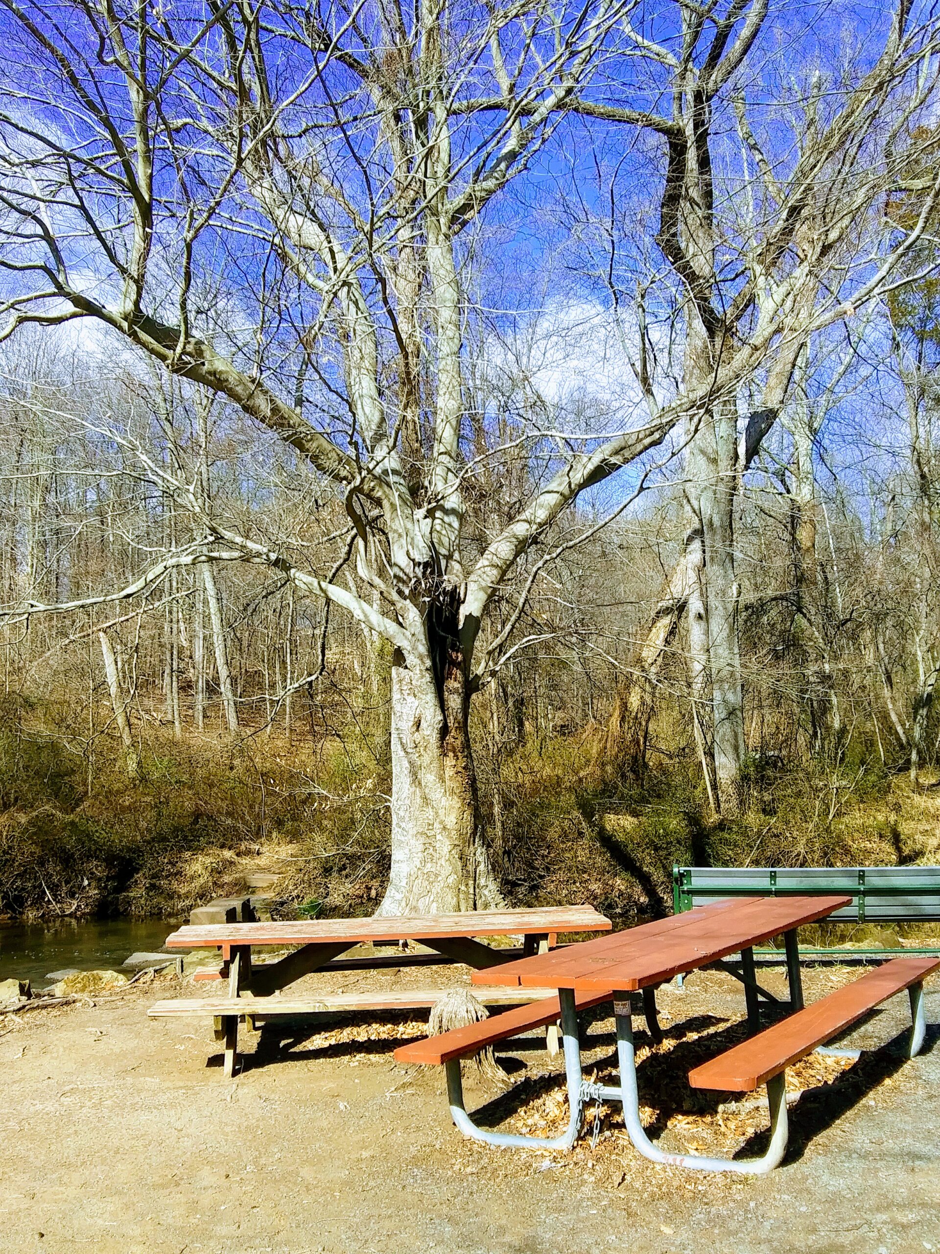 Tree with Picnic Tables