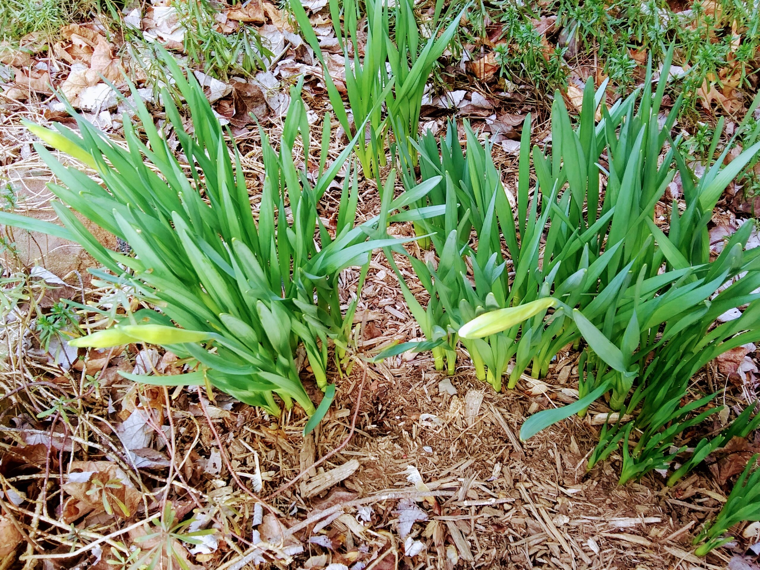 Two Daffodil Buds