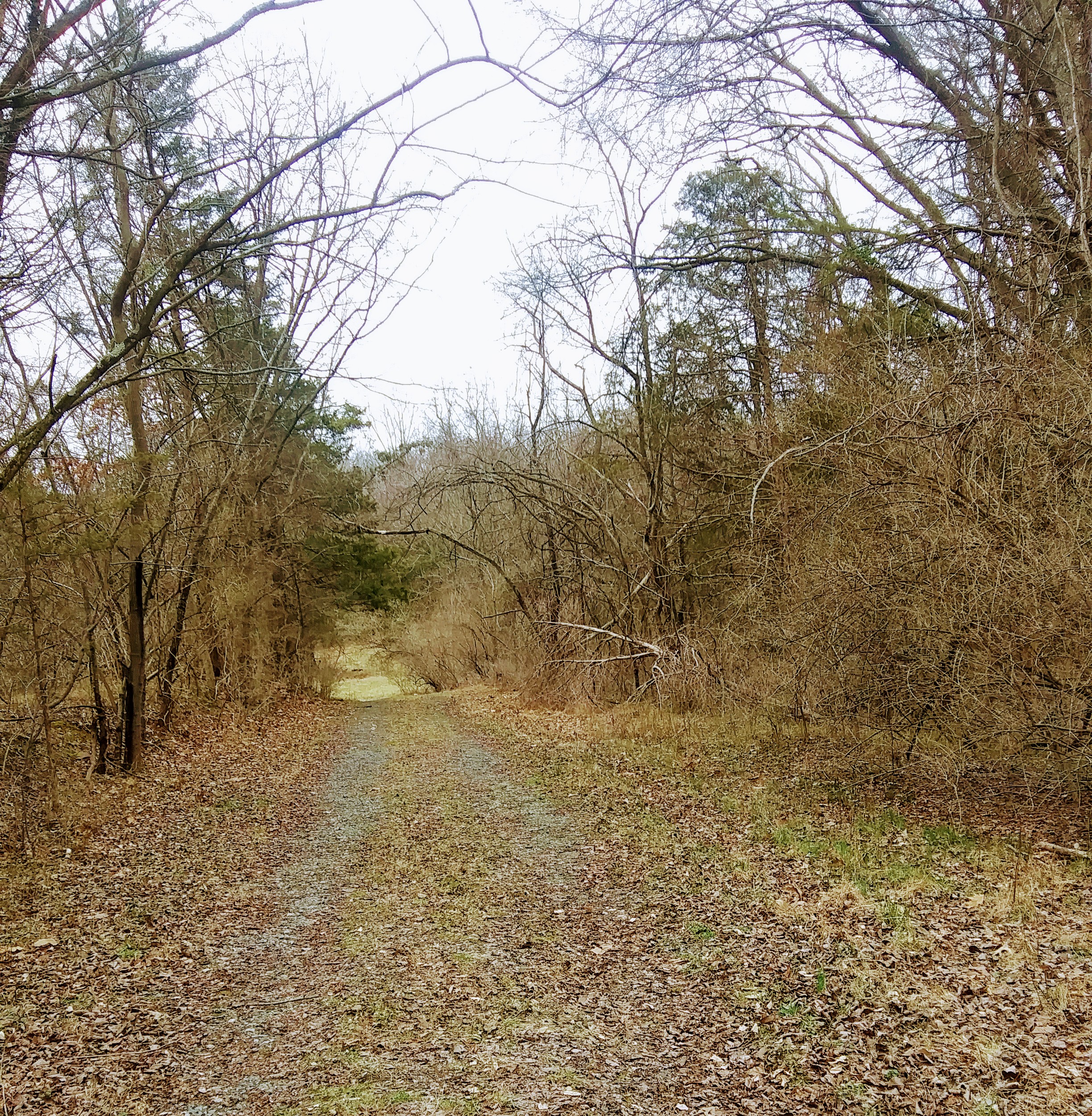 Wooded Nature Path