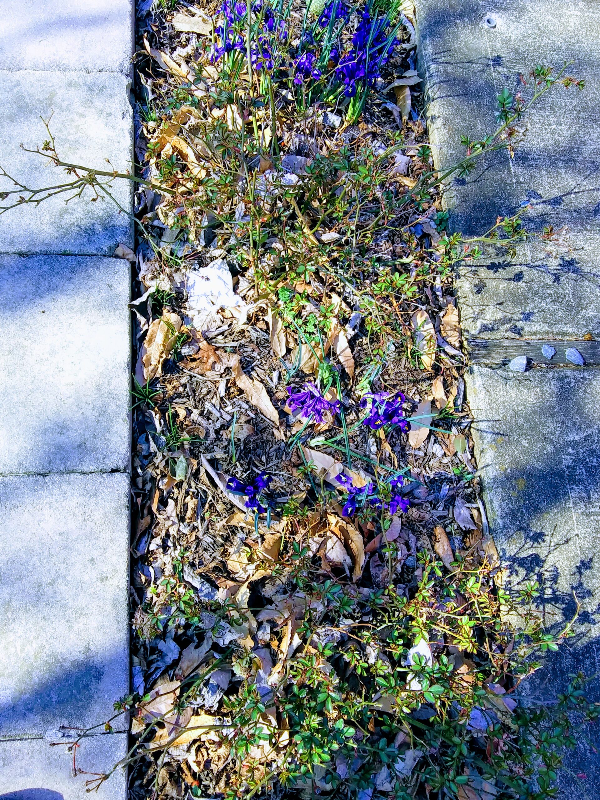 A Row of Purple Flowers