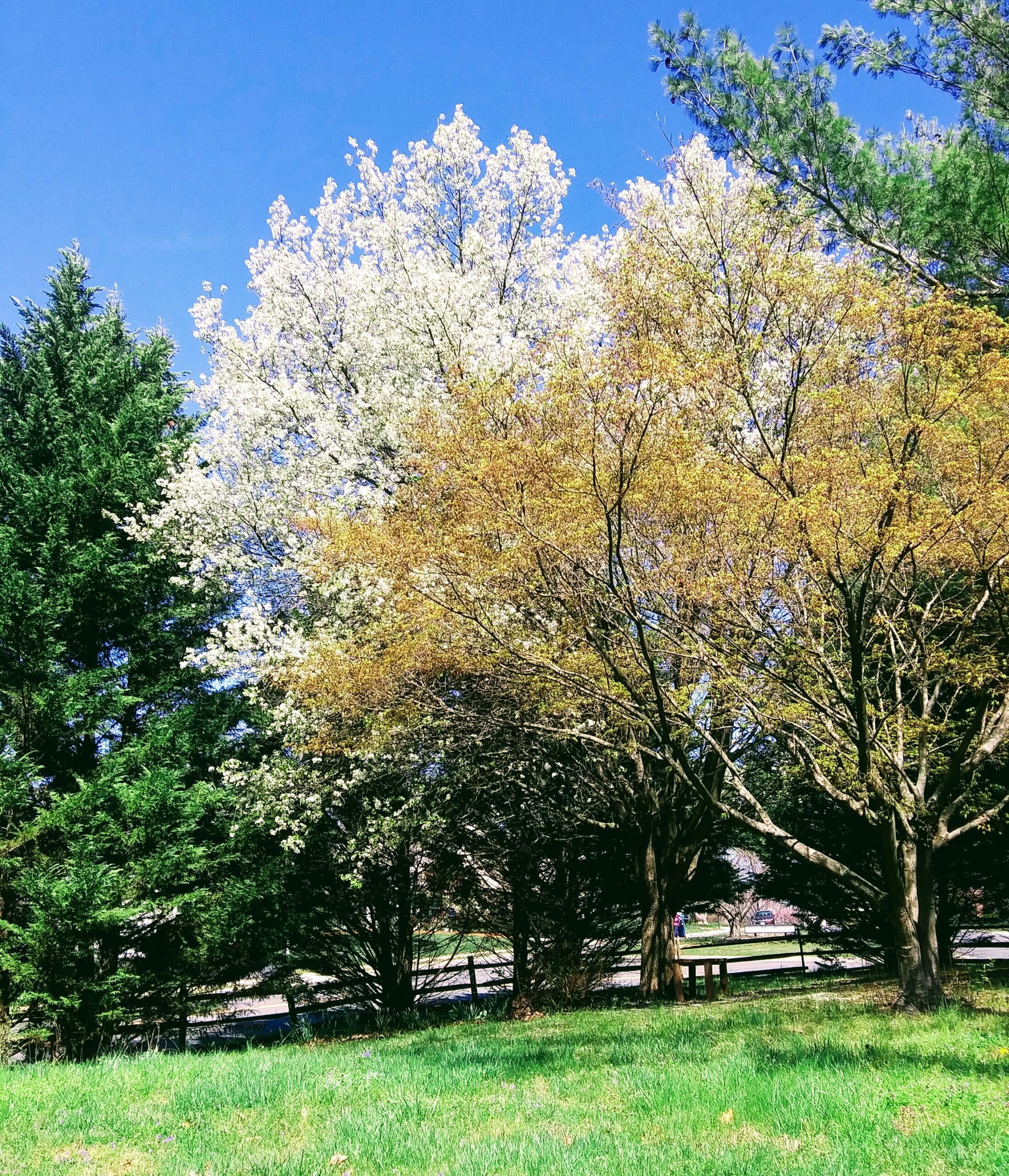 Bradford Pear in Bloom