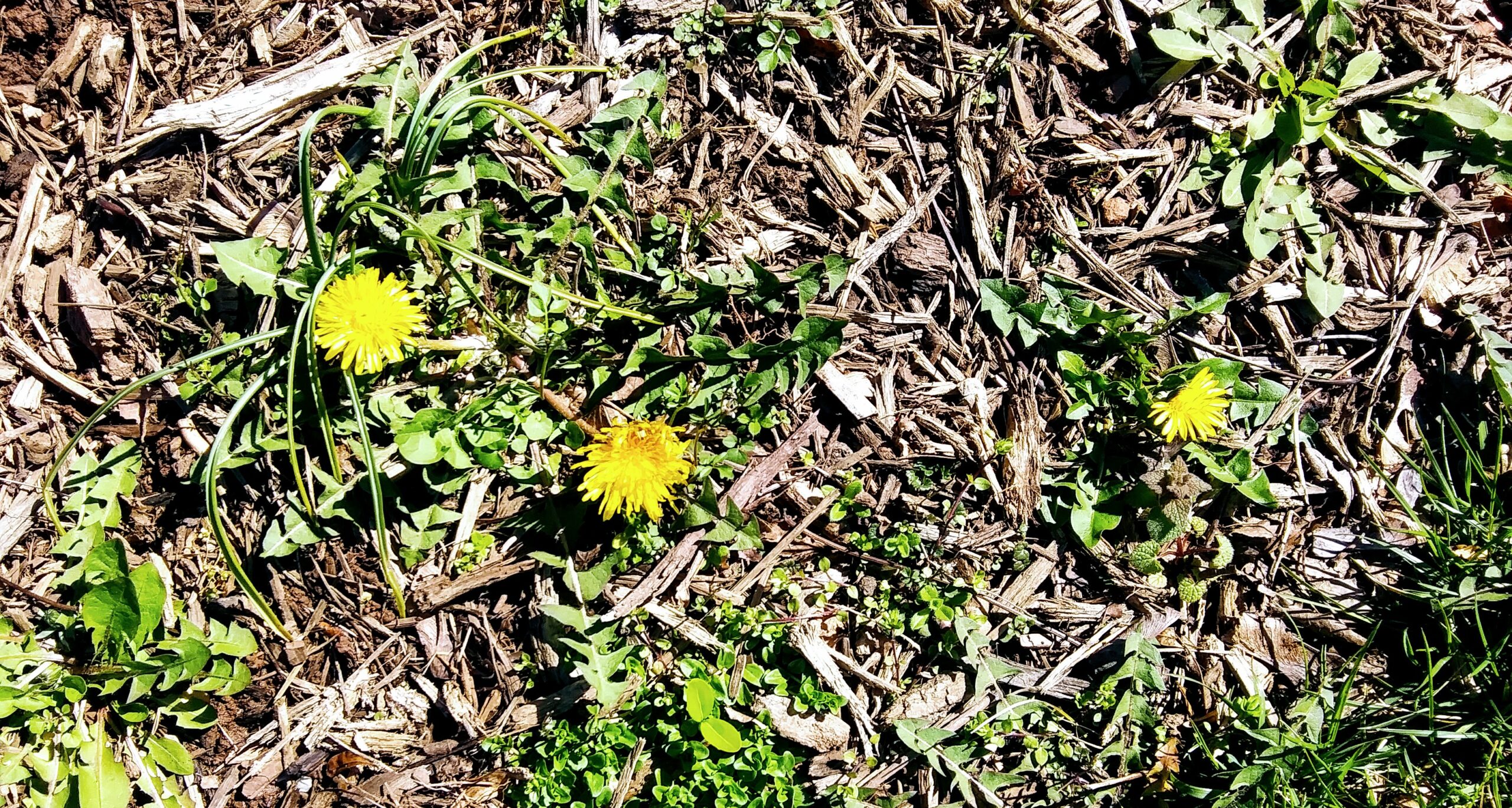 Dandelion Weed