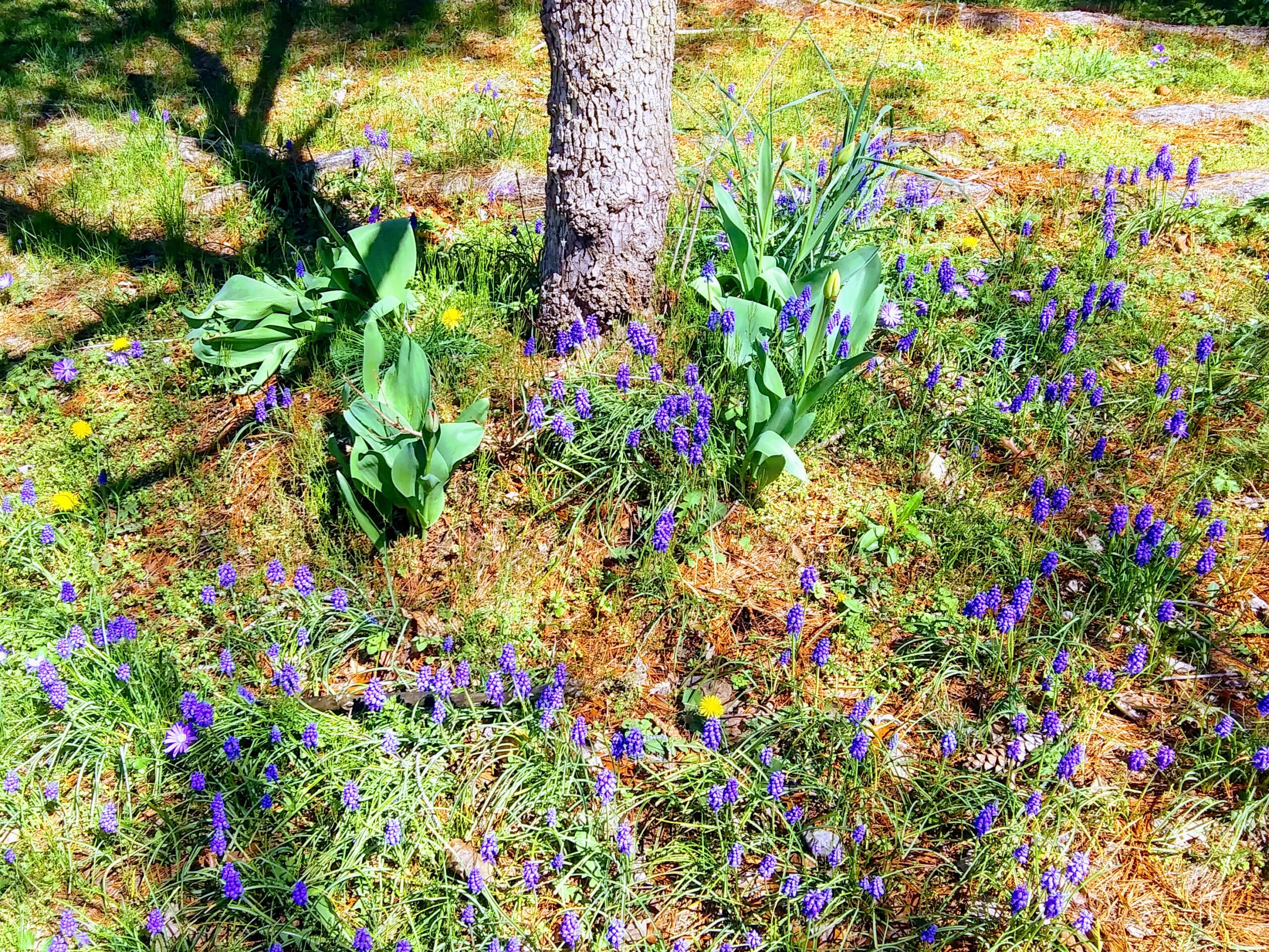 Grape Hyacinths 